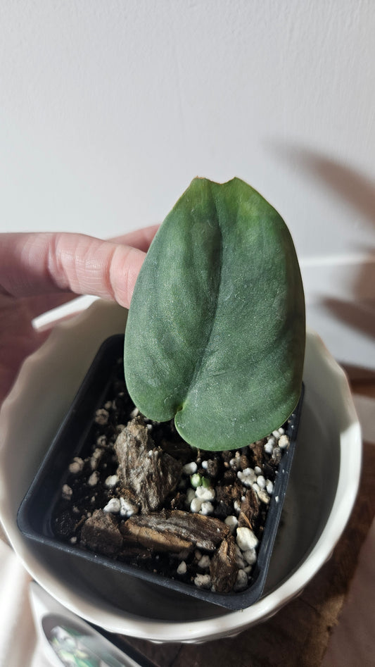 Scindapsus Dark Splash (SCI-936)