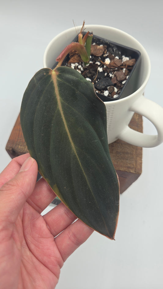 Philodendron Gigas (PHI-1054)