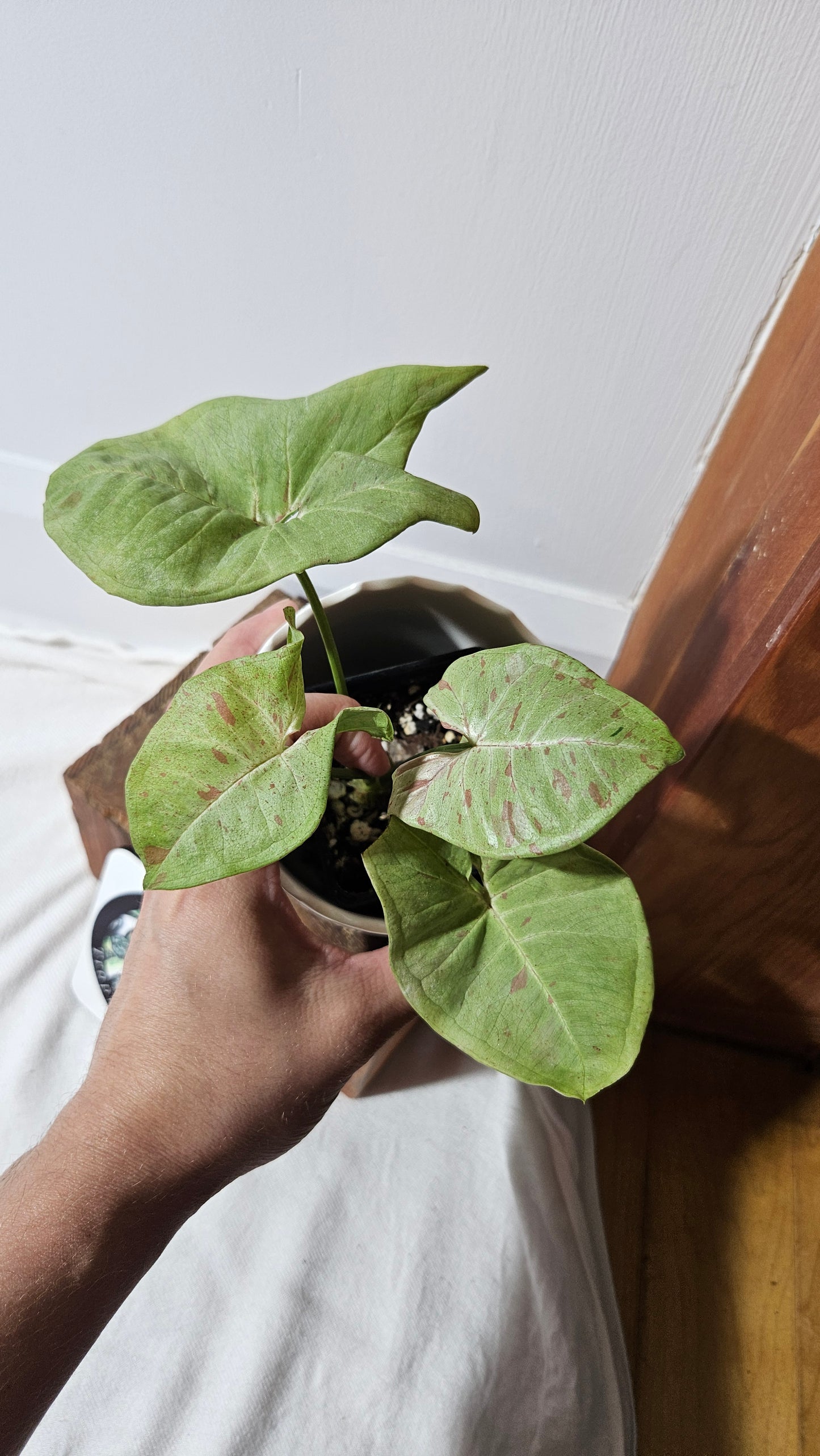 Syngonium Milk Confetti (SYN-359)