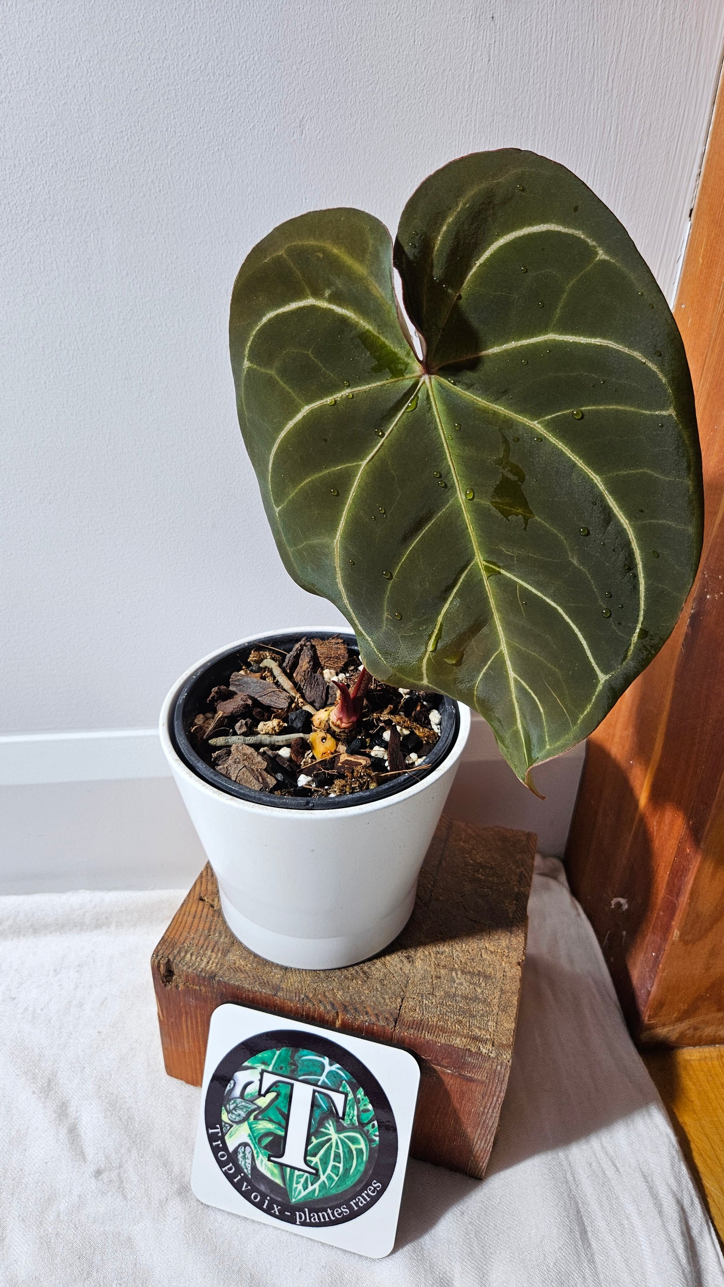 Anthurium Dressleri × Hoffmanii "format LARGE" (ANT-542)