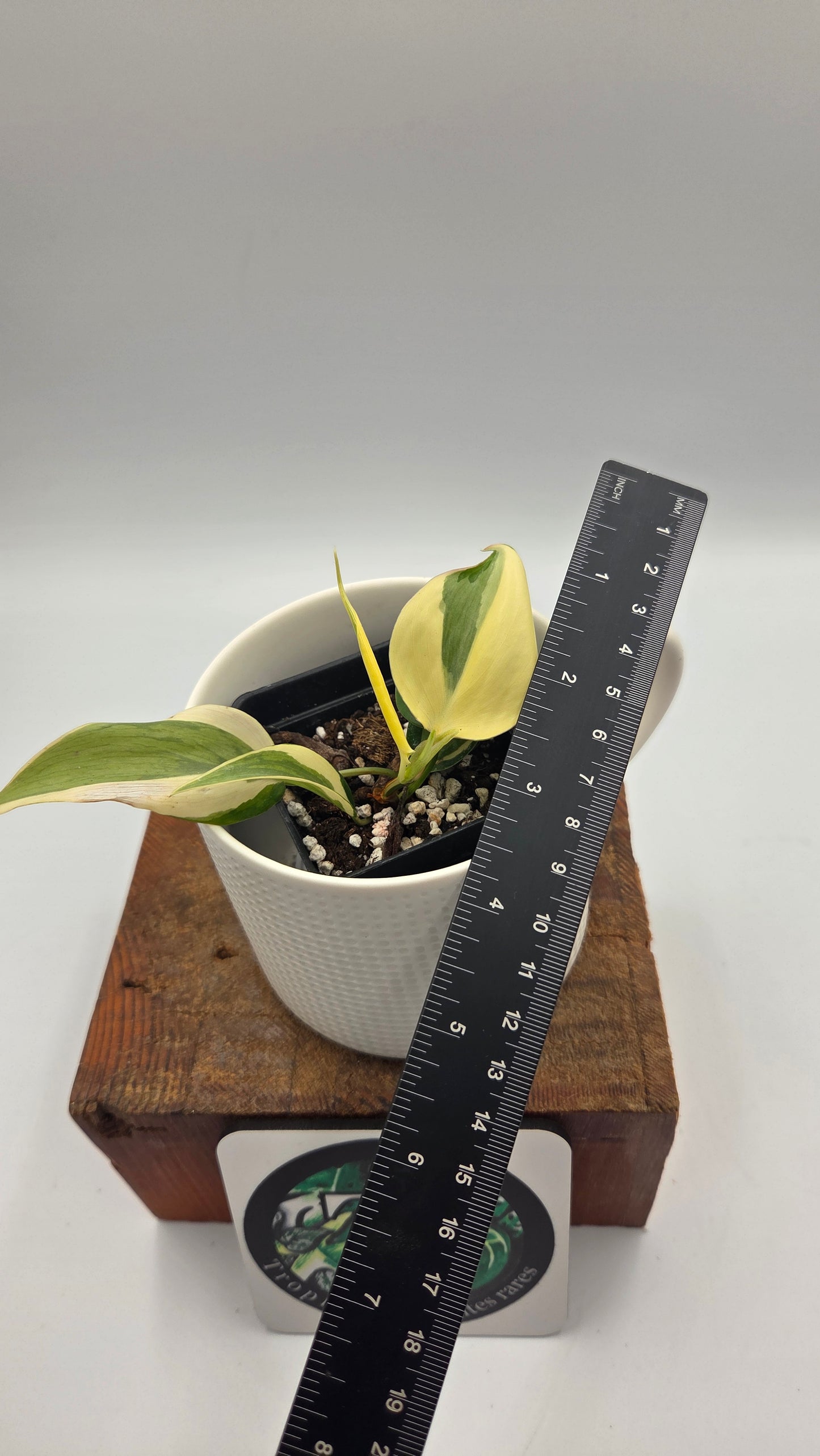 Philodendron Hederaceum Rio (PHI-819)