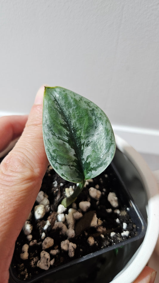 Scindapsus Dark Tricolore (SCI-1221)