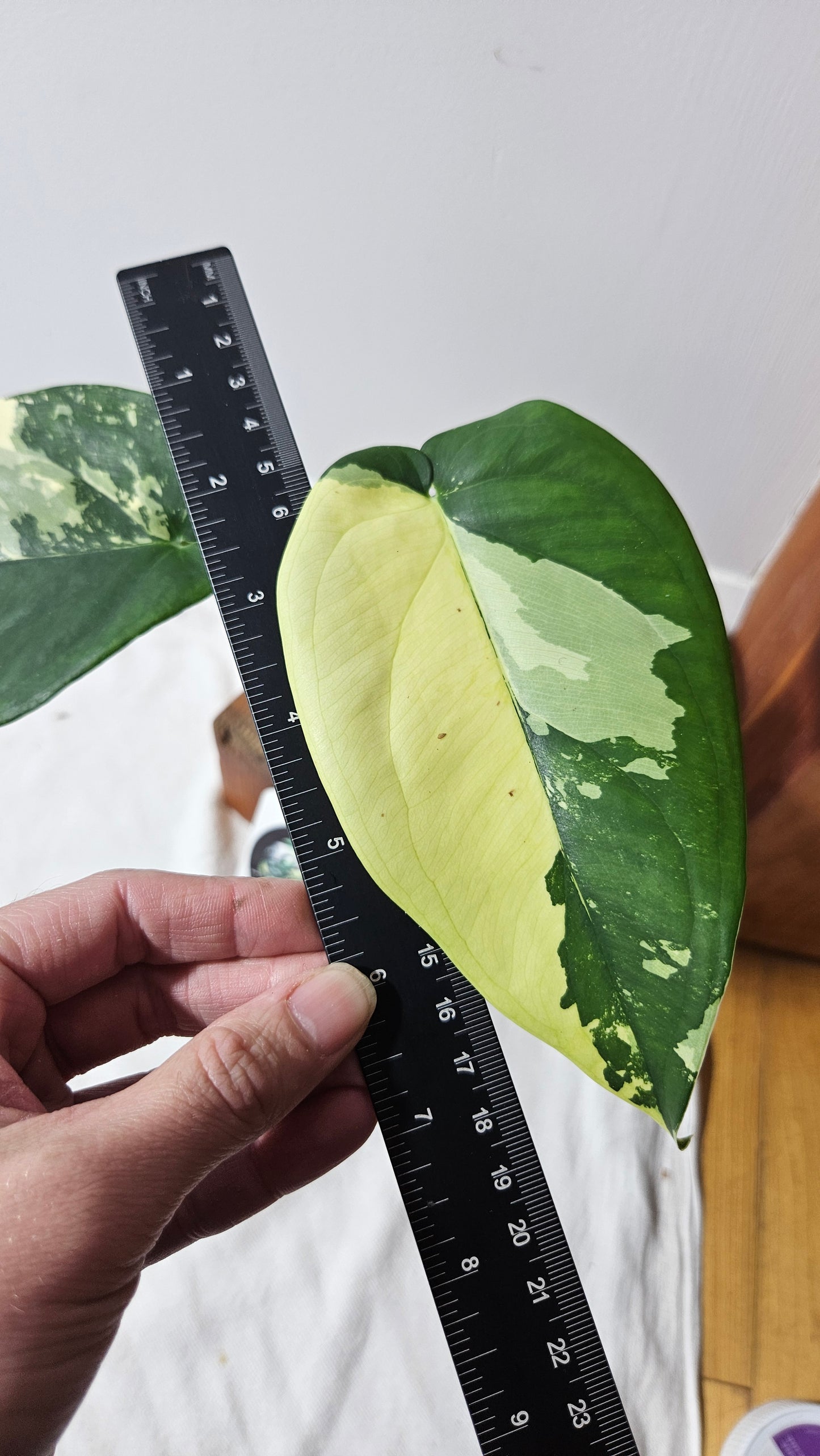 Syngonium Chiapense Albo (SYN-482)