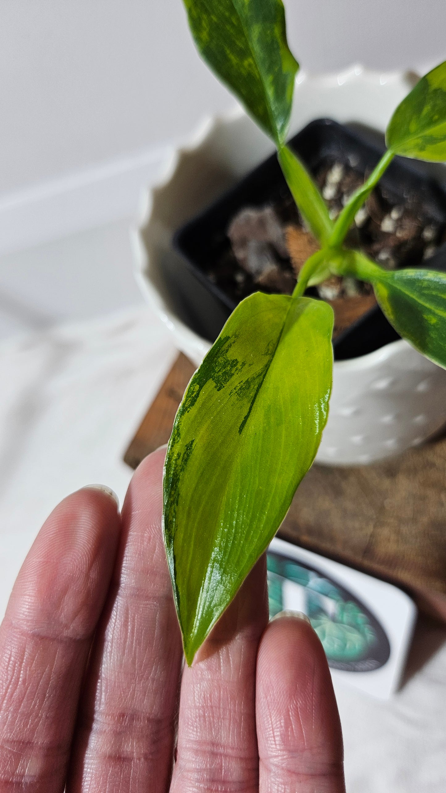 Philodendron Domesticum Variegata (PHI-565)