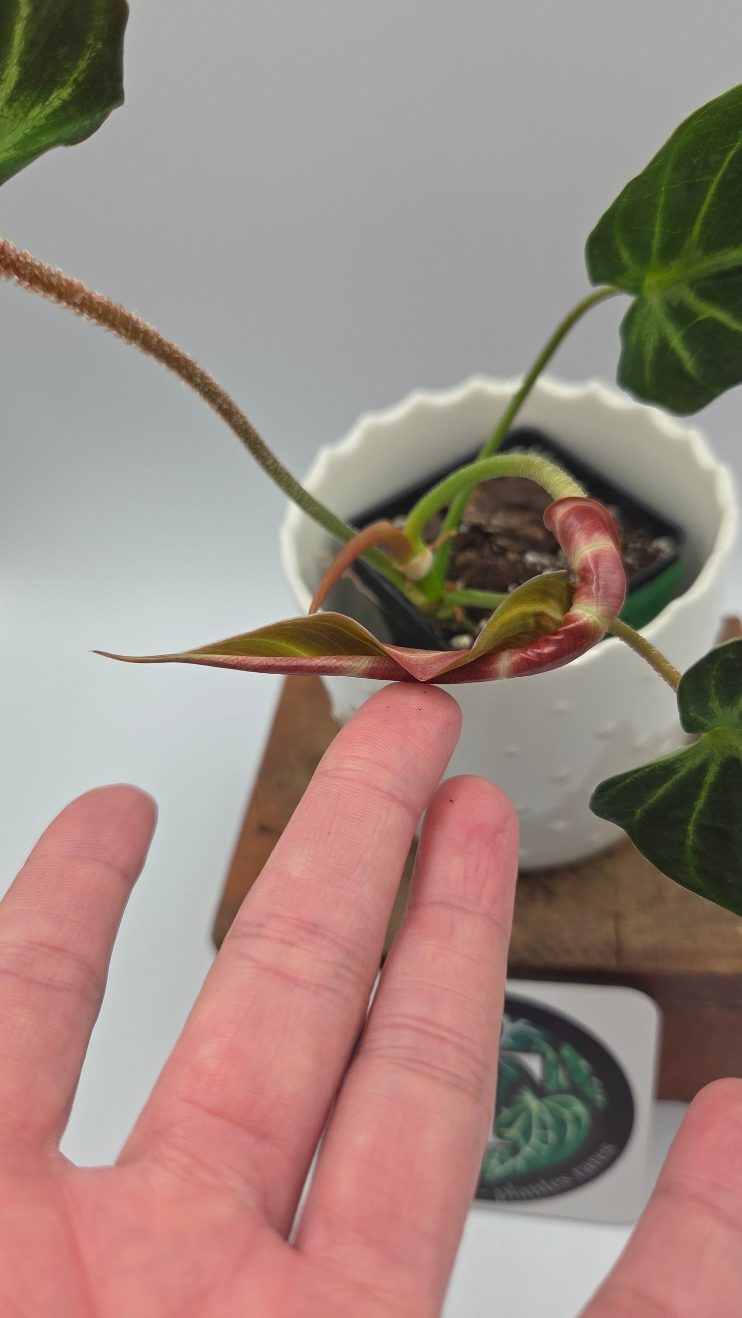 Philodendron Verrucosum Resplandeciente (PHI-887)