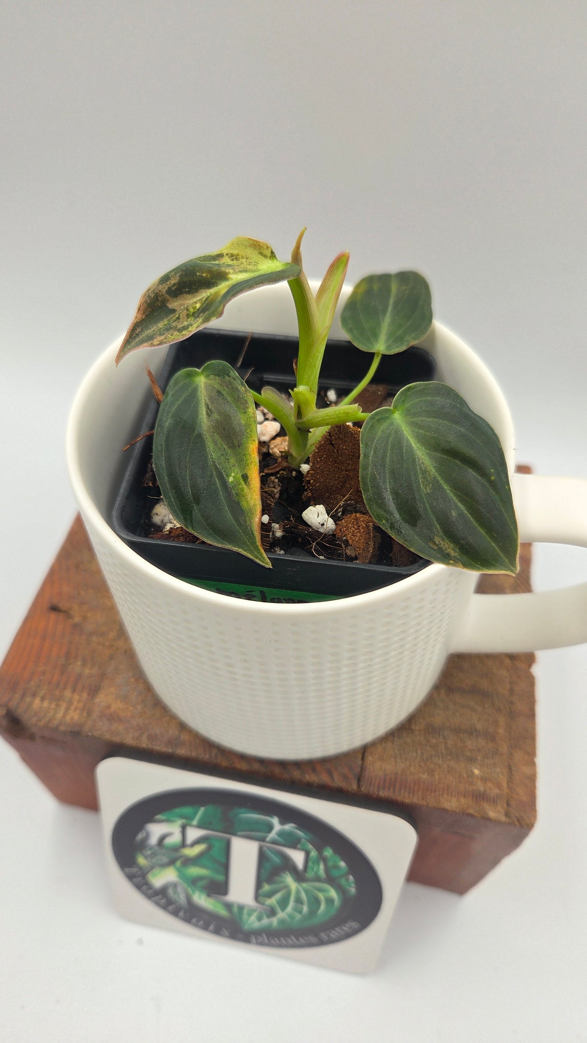 Philodendron Melanochrysum Variegata (PHI-1084)