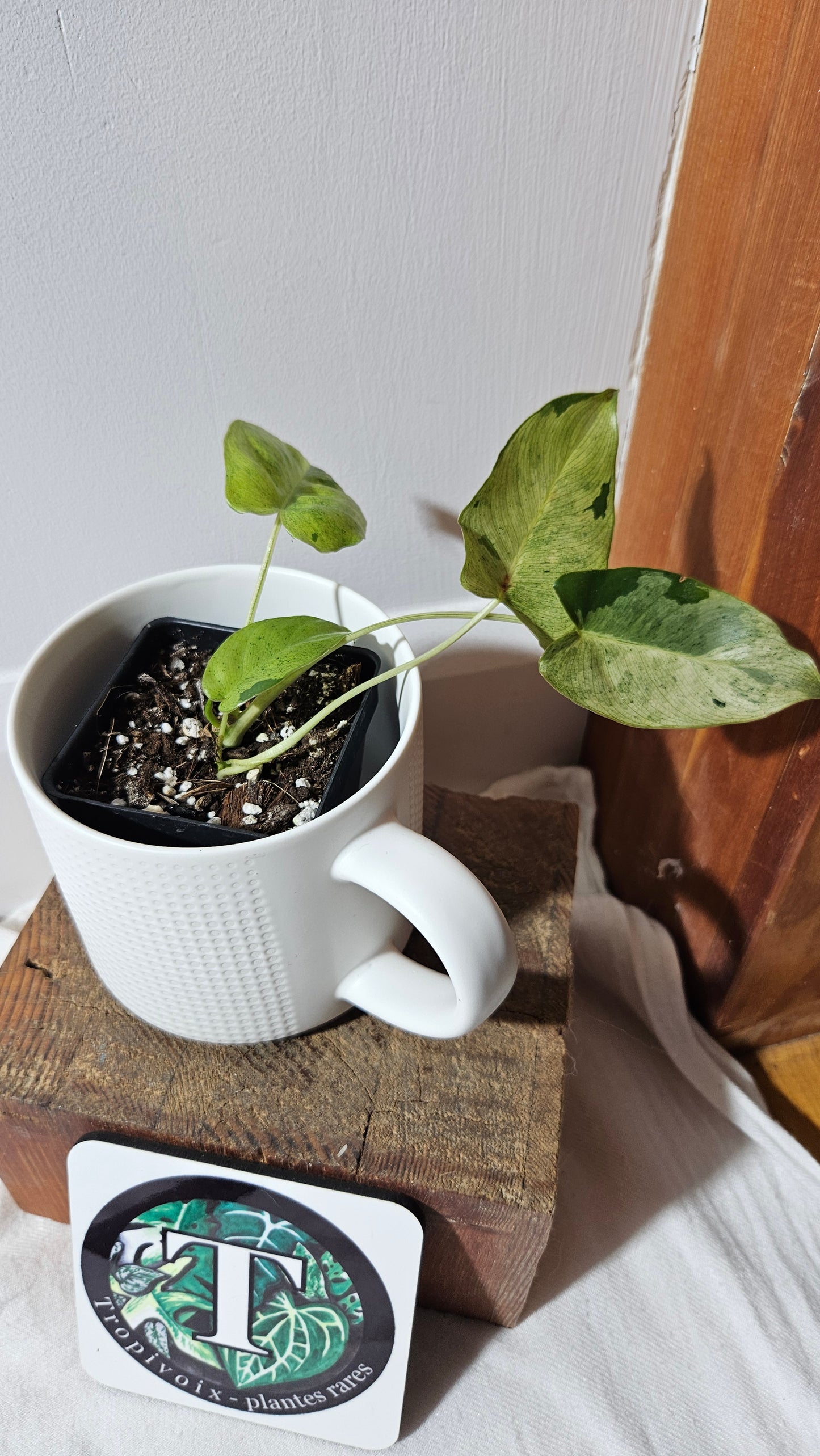 Philodendron BurleMarx Variegata  X Paraiso Verde (PHI-947)