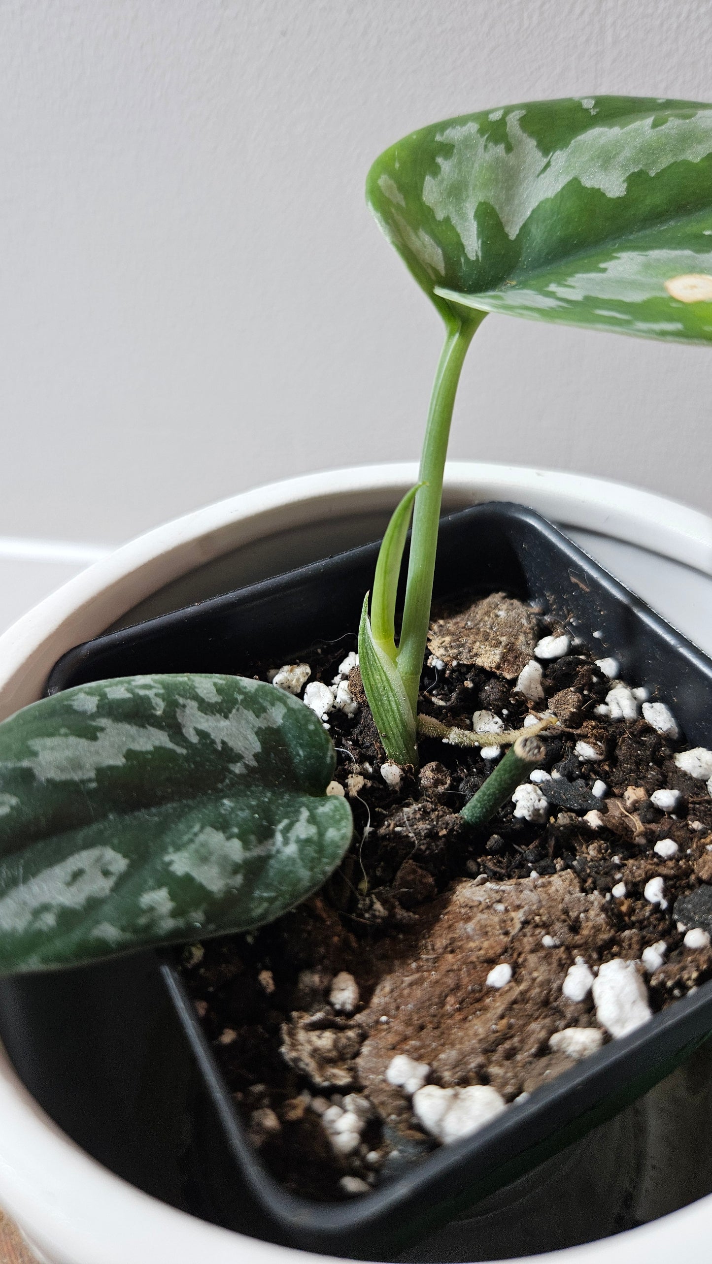 Scindapsus Dark Tricolore (SCI-1222)