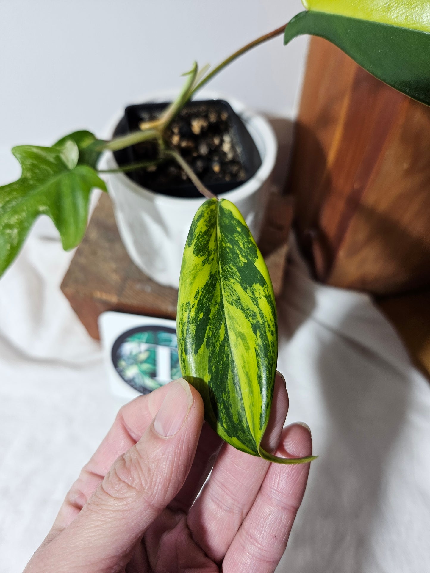 Philodendron Florida Beauty (PHI-395)