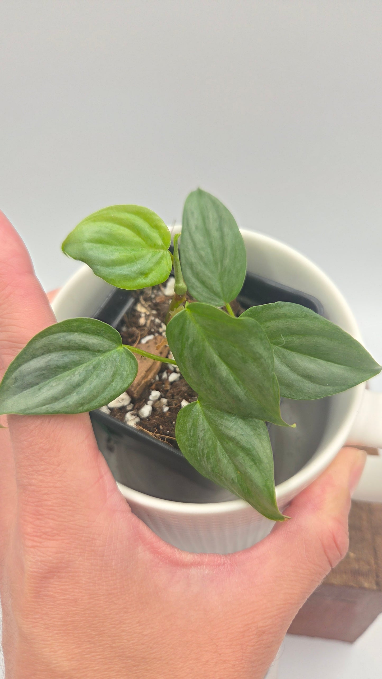 Philodendron Majestic (PHI-1082)