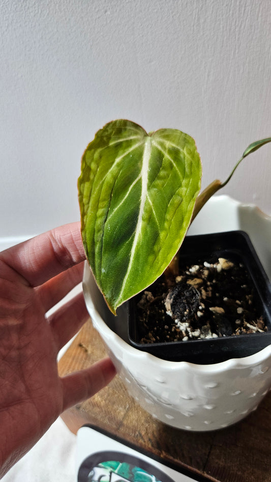 Philodendron Gloriosum Pink (PHI-874)