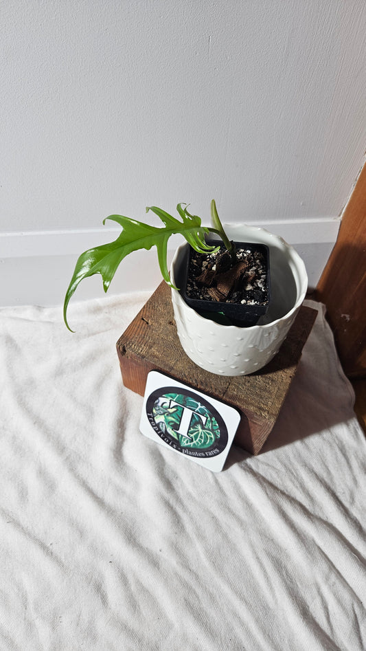 Philodendron Florida Beauty X Tortum REVERT(PHI-759)