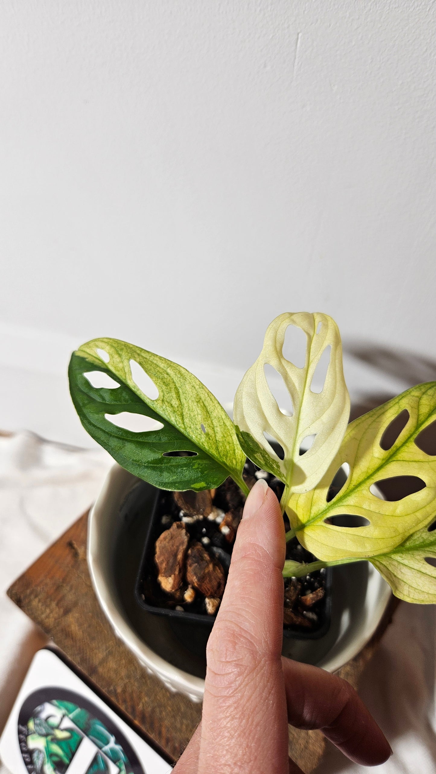 Monstera Andasonii Tricolore (MON-336)