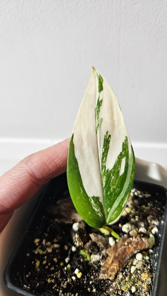 Scindapsus Moonlight Albo Narrow (SCI-907)