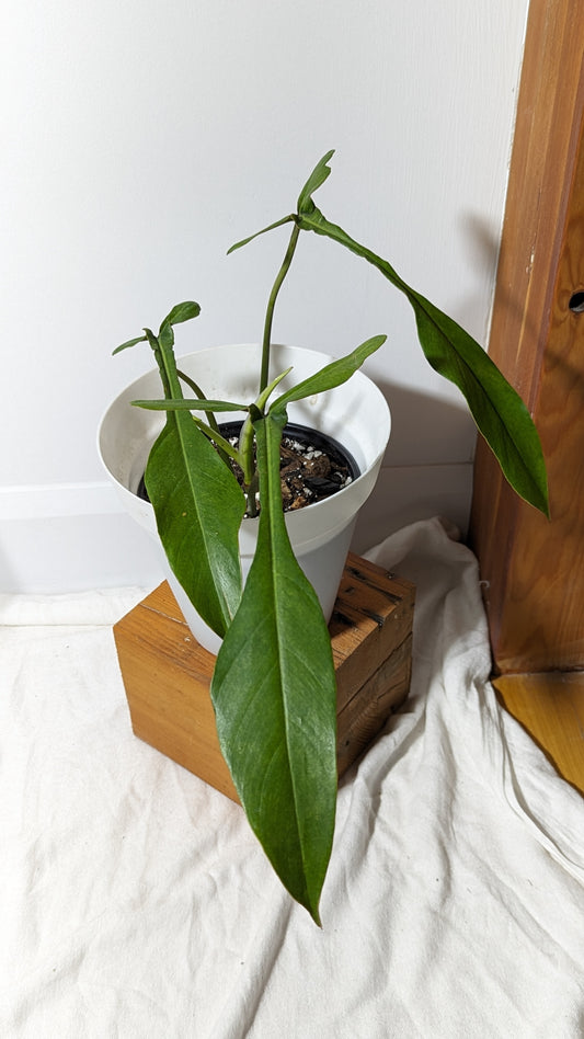 Philodendron Joepii (PHI-335)