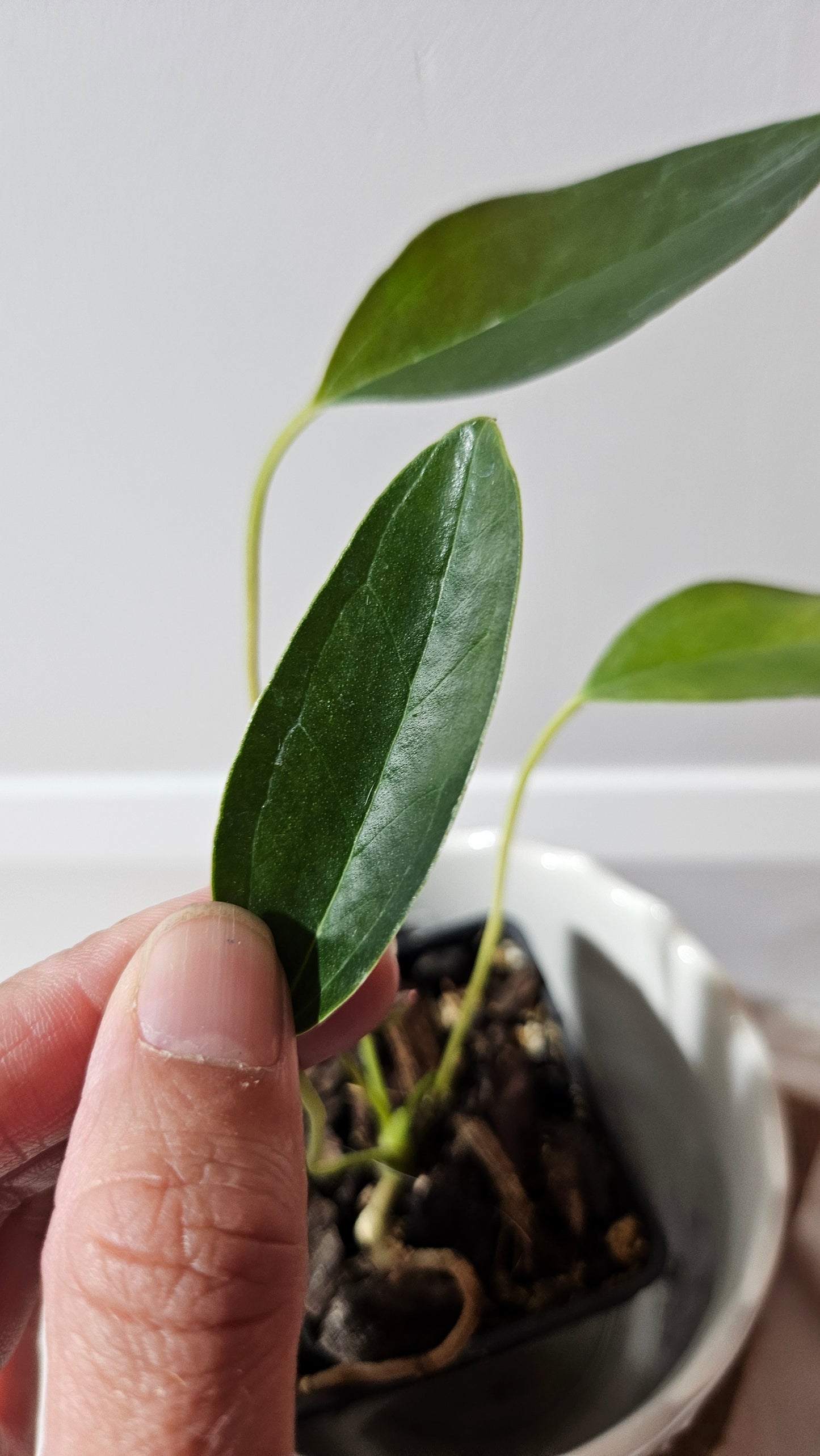 Anthurium Lingua "SMALL Format" (ANT-212)