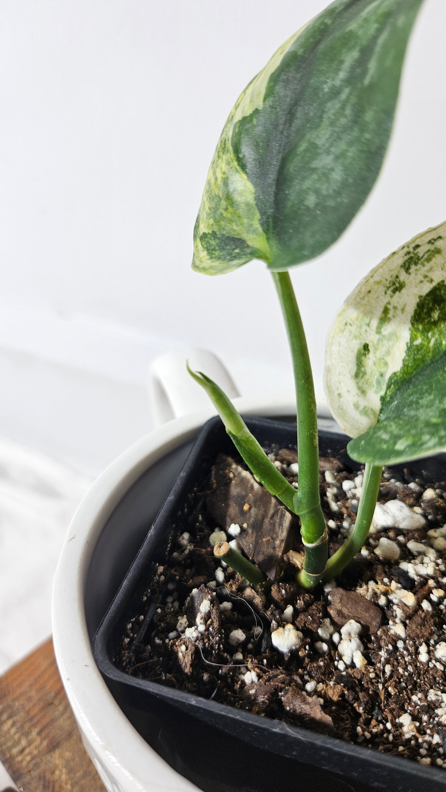 Scindapsus Silver Splash Variegata (SCI-568)