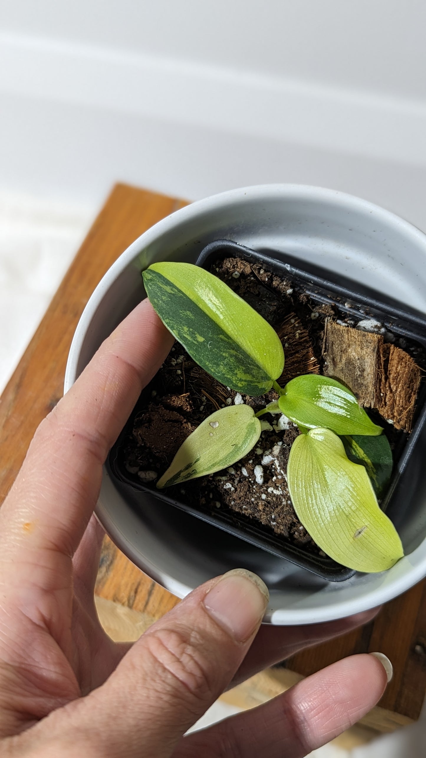 Philodendron Violin Variegata (PHI-351)