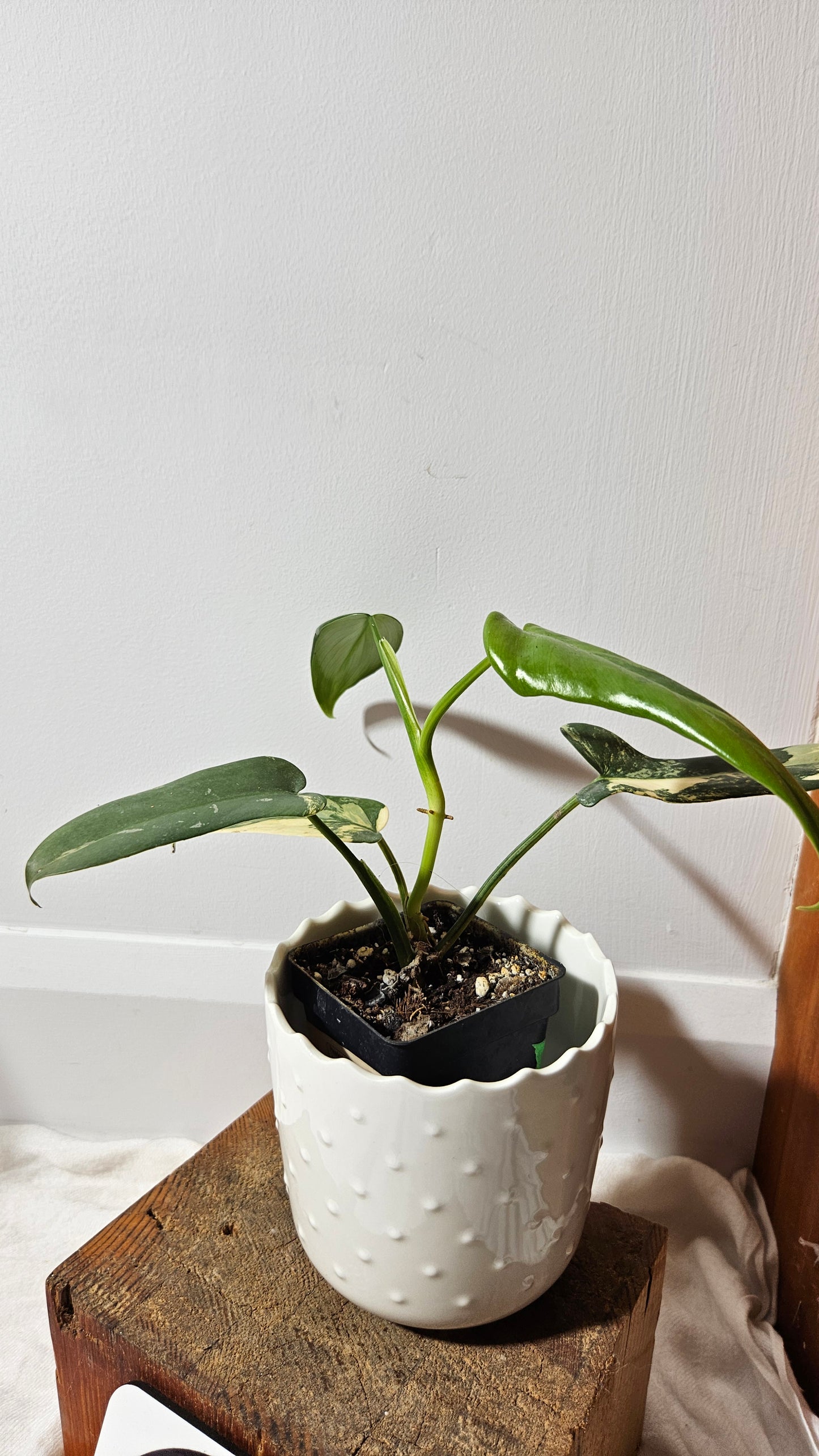 Philodendron Violin Variegata (PHI-218)