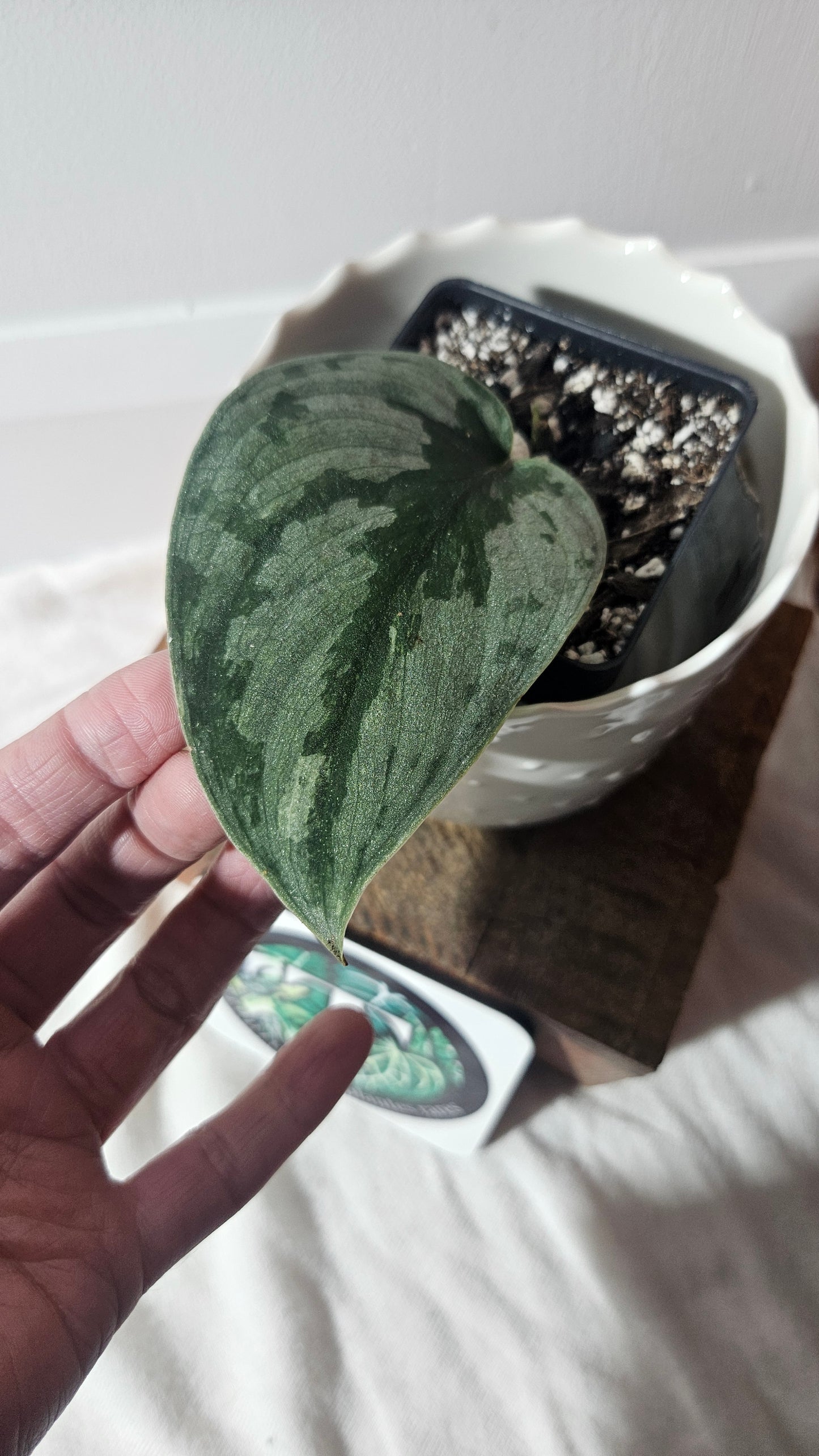 Scindapsus Sparkling Bornéo (SCI-924)