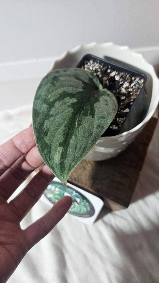 Scindapsus Sparkling Bornéo (SCI-924)