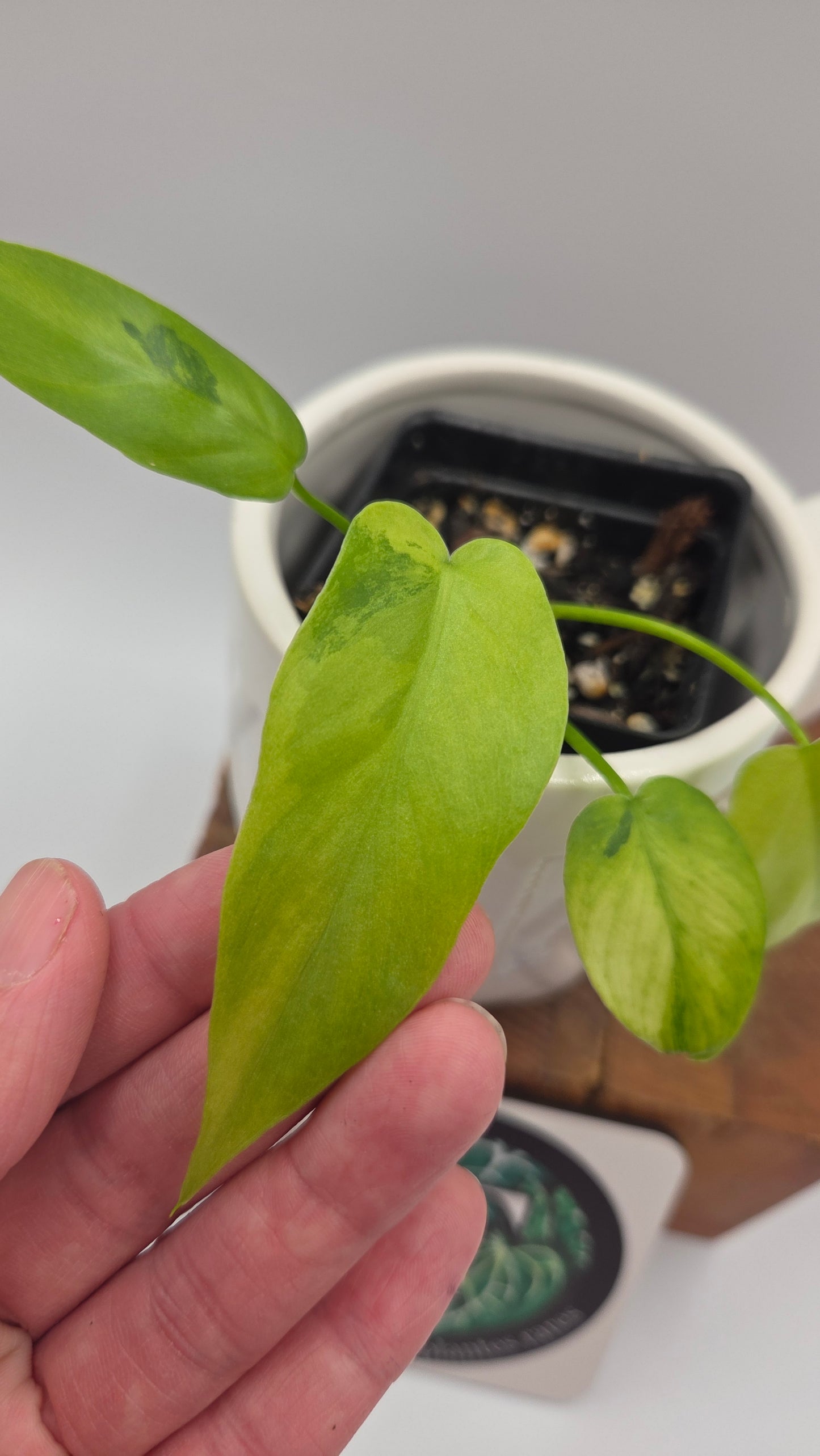 Philodendron Radiatum Variegata (PHI-1021)