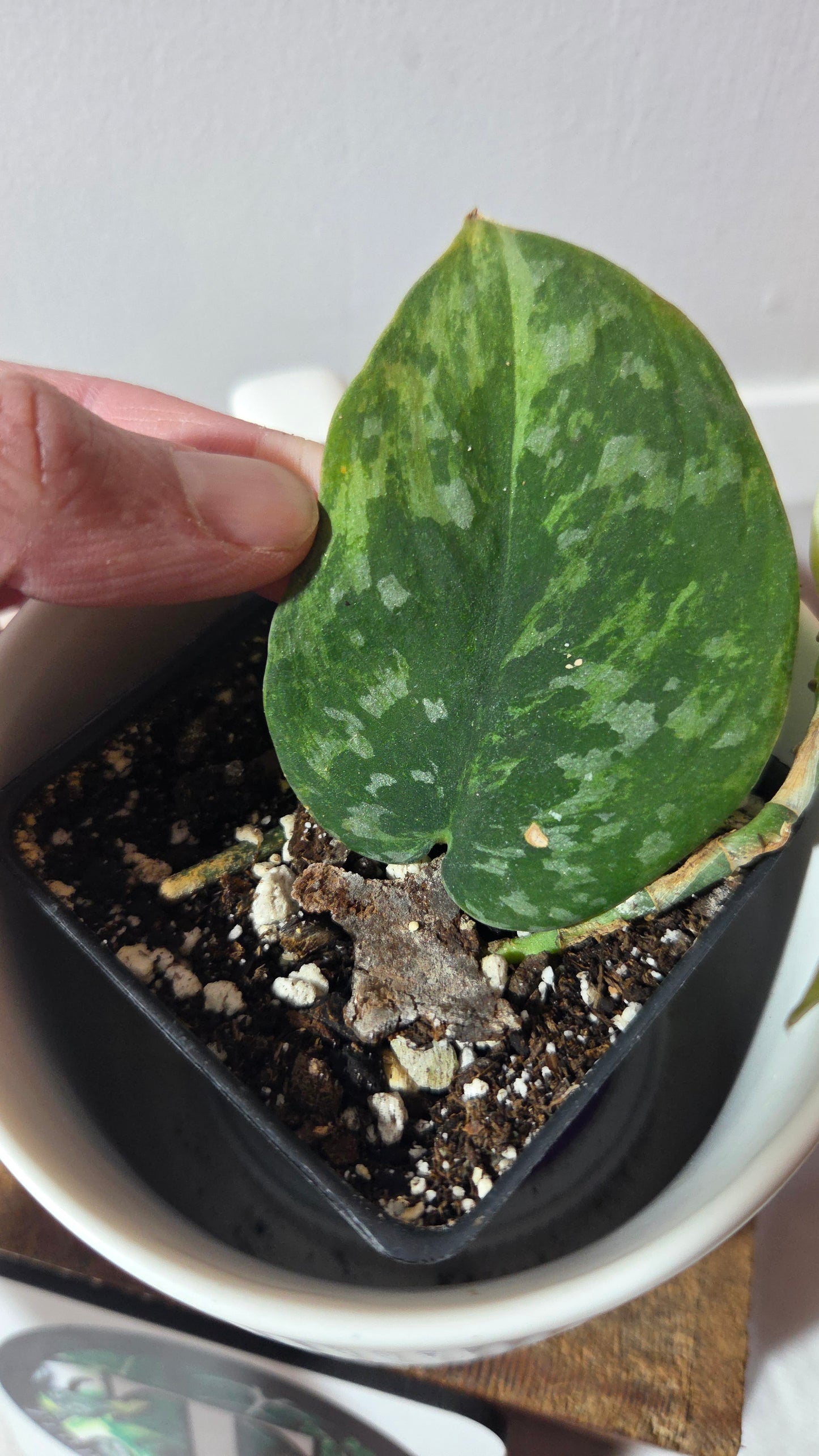 Scindapsus Blue Sky (SCI-1431)