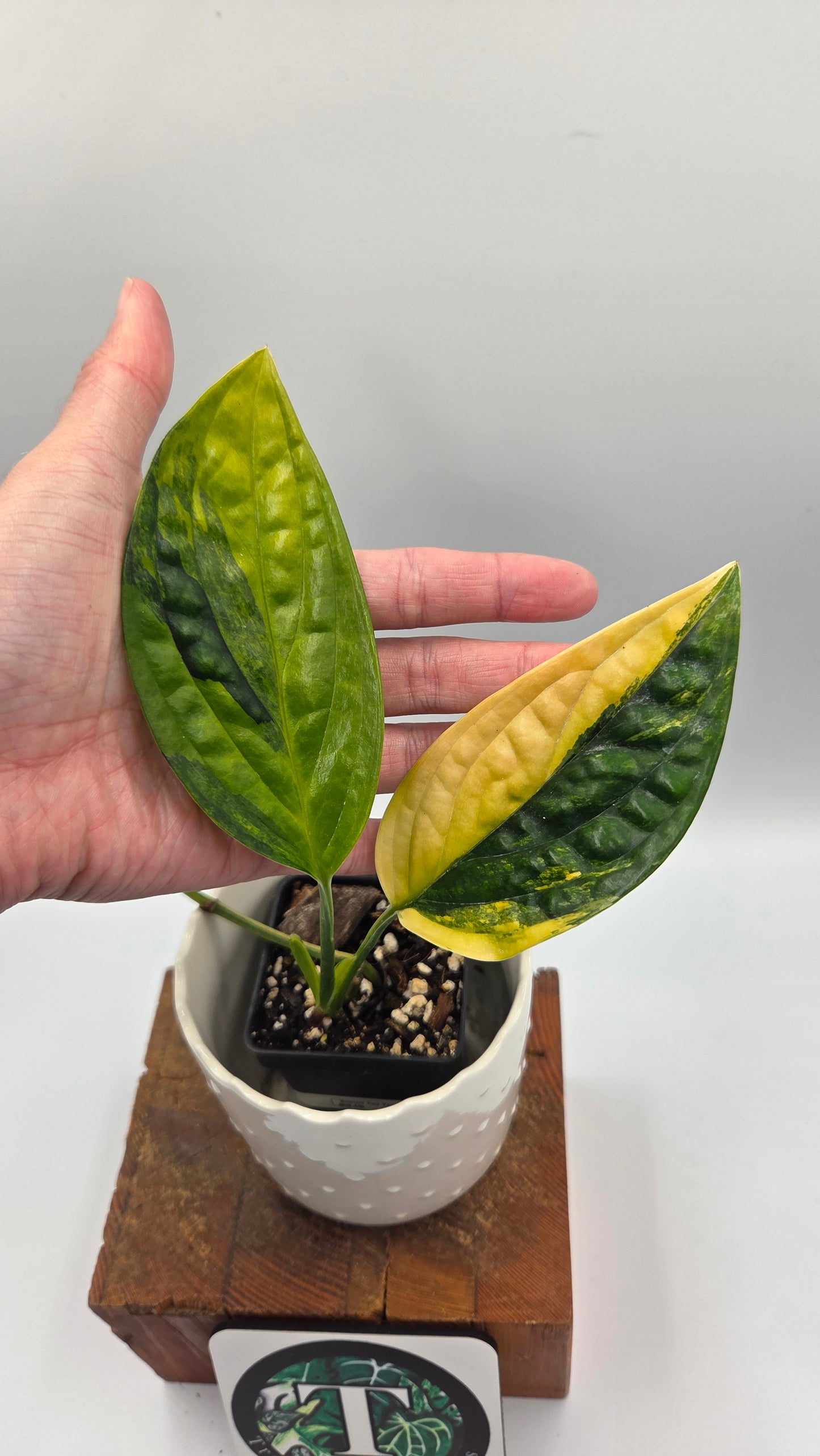 Monstera Karstenianum/Peru Variegata (MON-540)