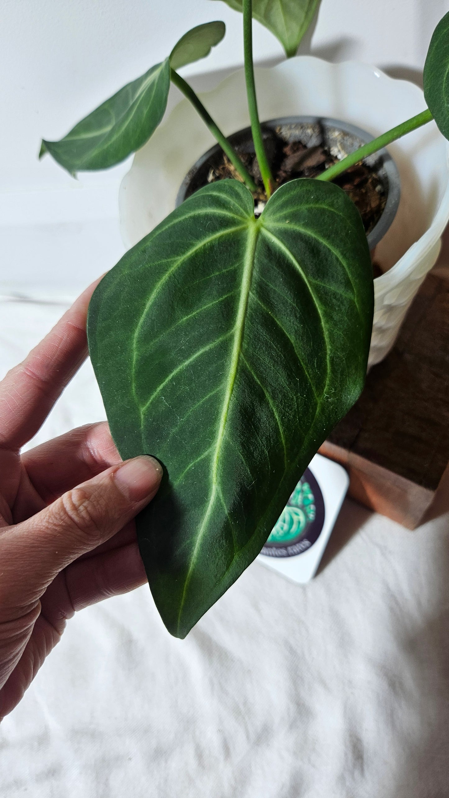 Anthurium Pulcachense  "format MOYEN" (ANT-250)