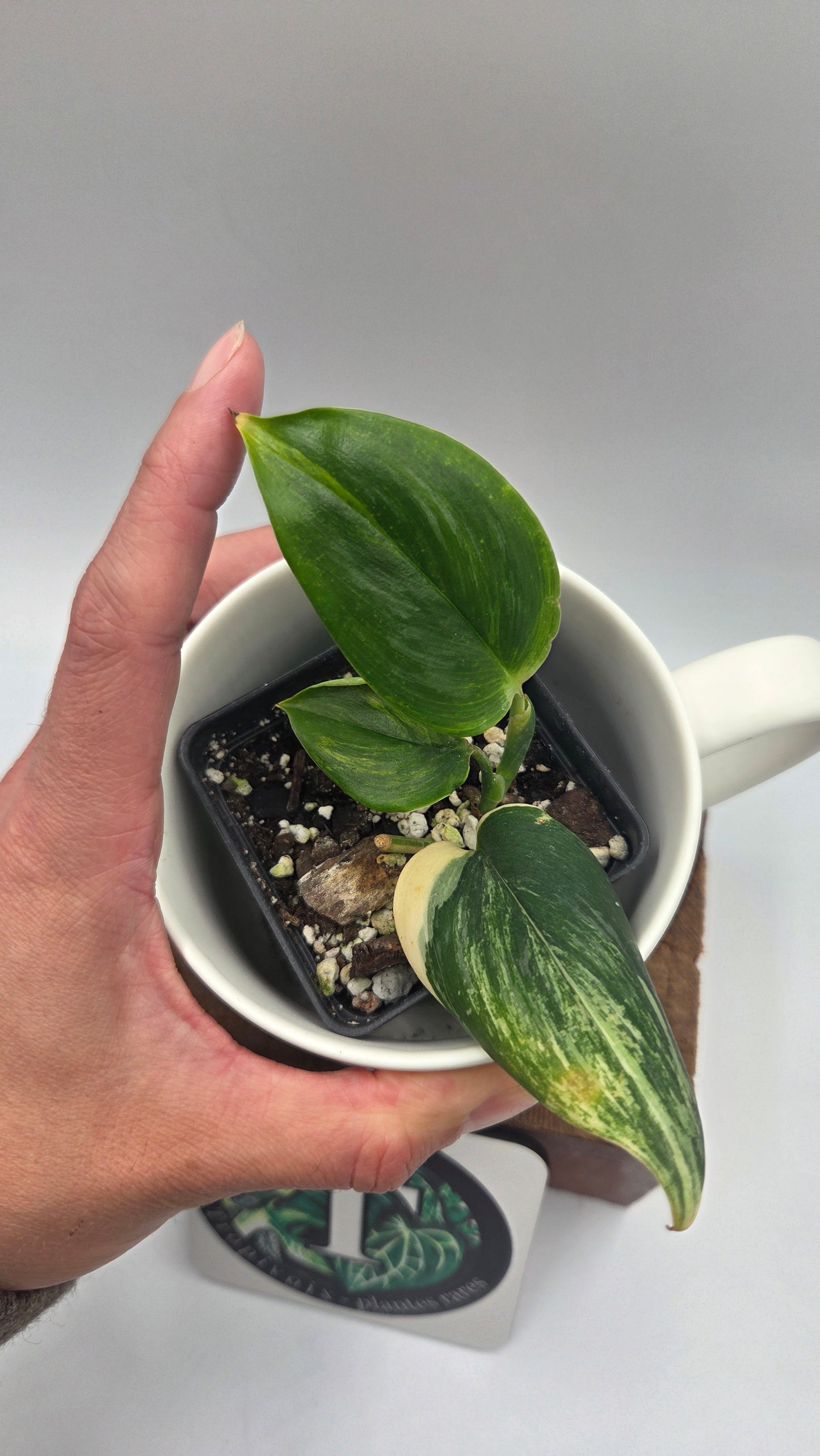 Scindapsus Rubicon (SCI-1472)
