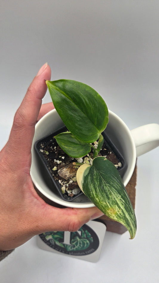 Scindapsus Rubicon (SCI-1472)
