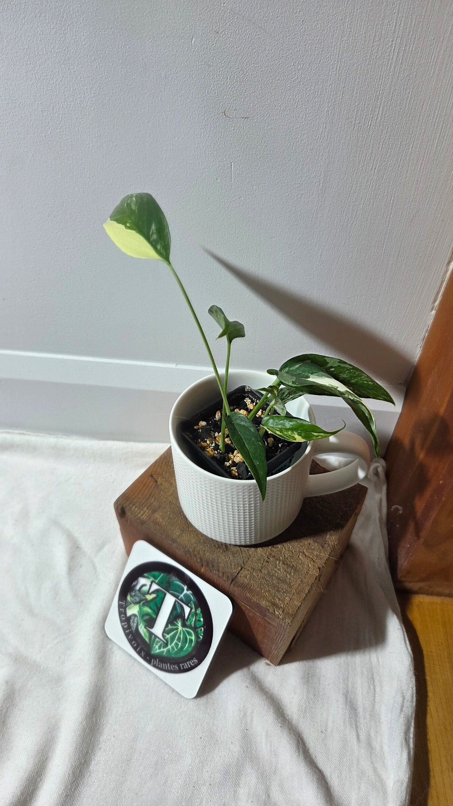 Epipremnum pinnatum Albo (EPI-195)