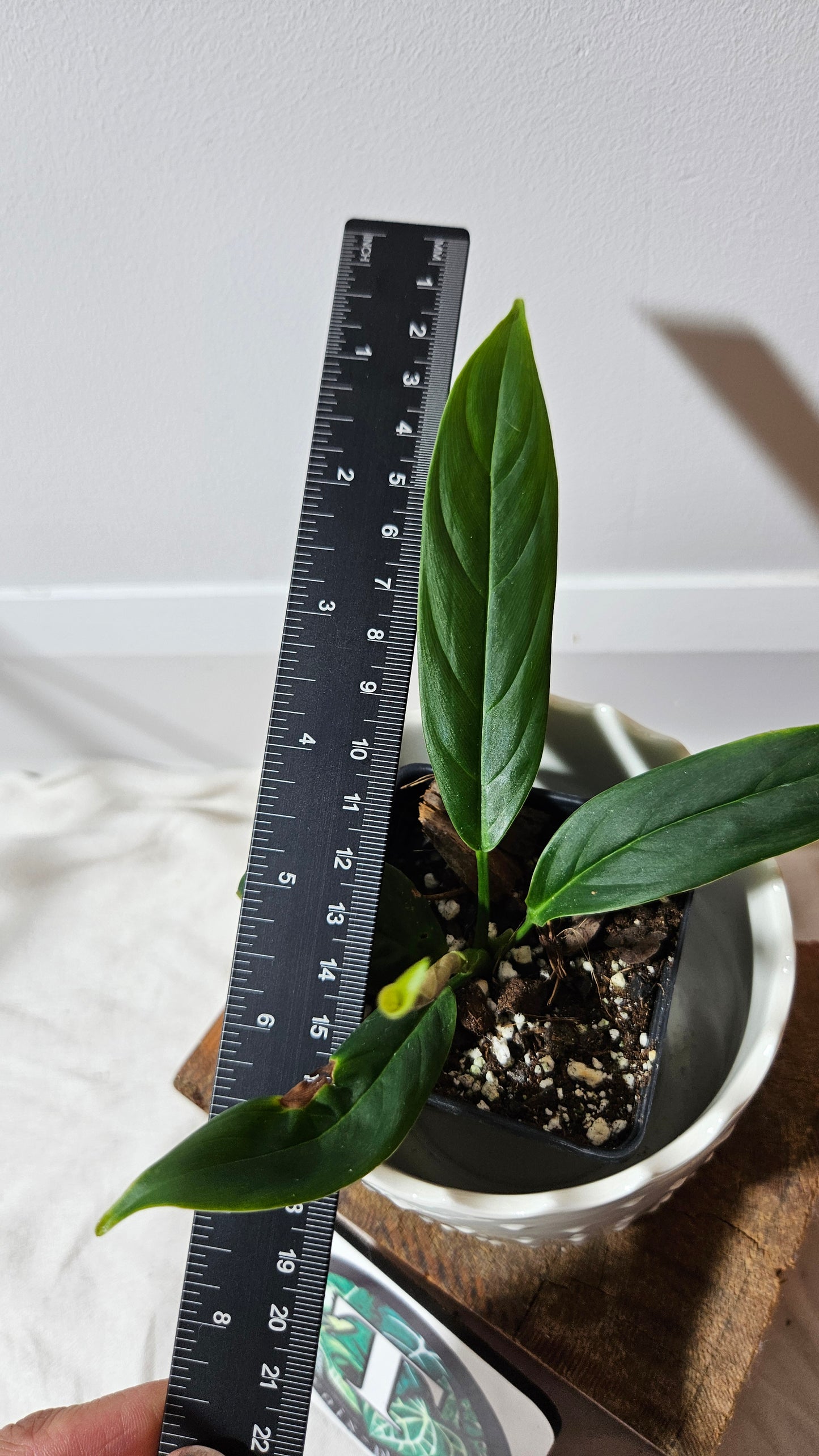 Philodendron Esmeraldense Aff Tambo (PHI-599)