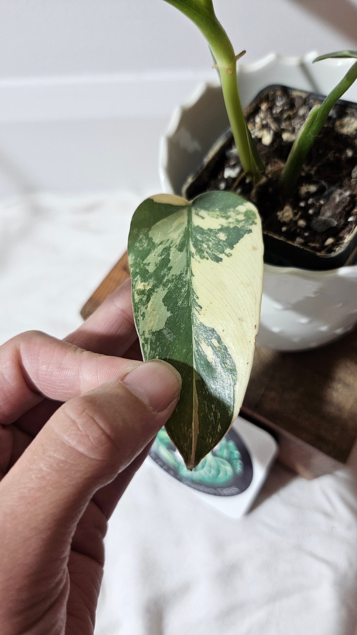 Philodendron Violin Variegata (PHI-218)