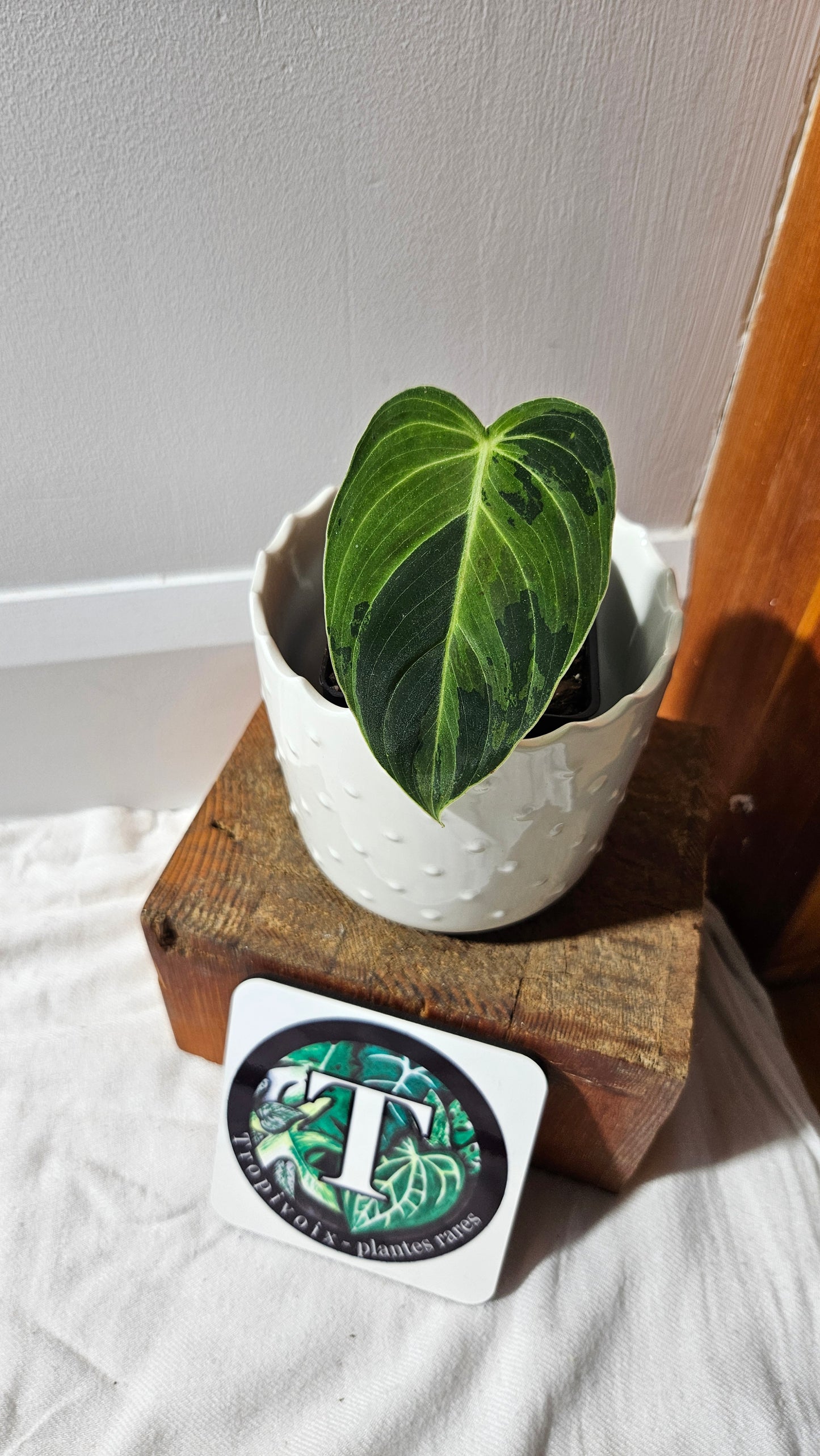 Philodendron Melanochrysum Variegata (PHI-870)