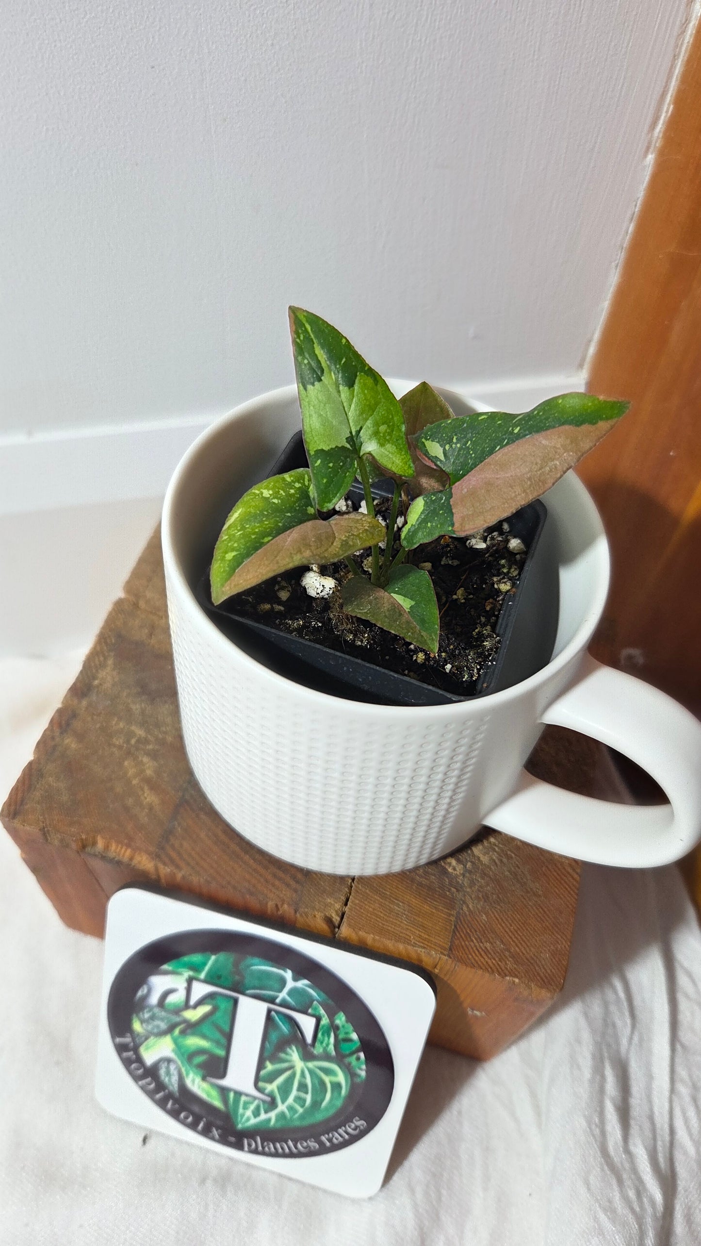 Syngonium Red Spot Tricolore (SYN-487)