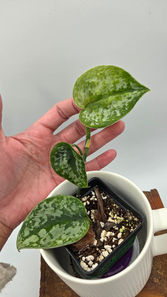 Scindapsus Geulis (SCI-1215)