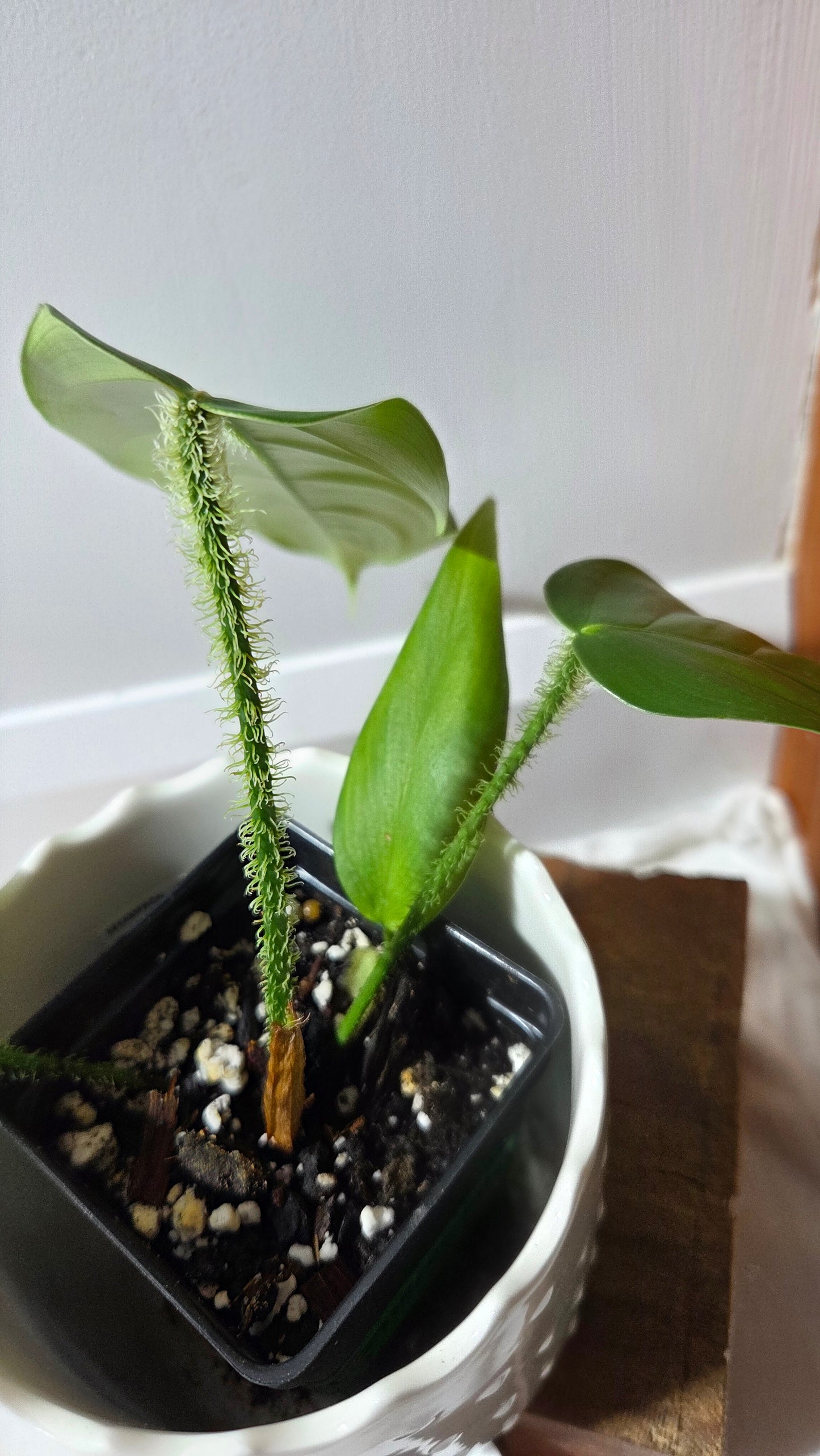 Philodendron Genevievianum (PHI-969)