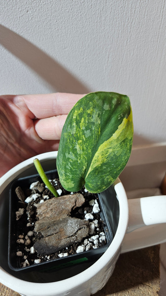 Scindapsus Swarnabhumi  (SCI-1081)
