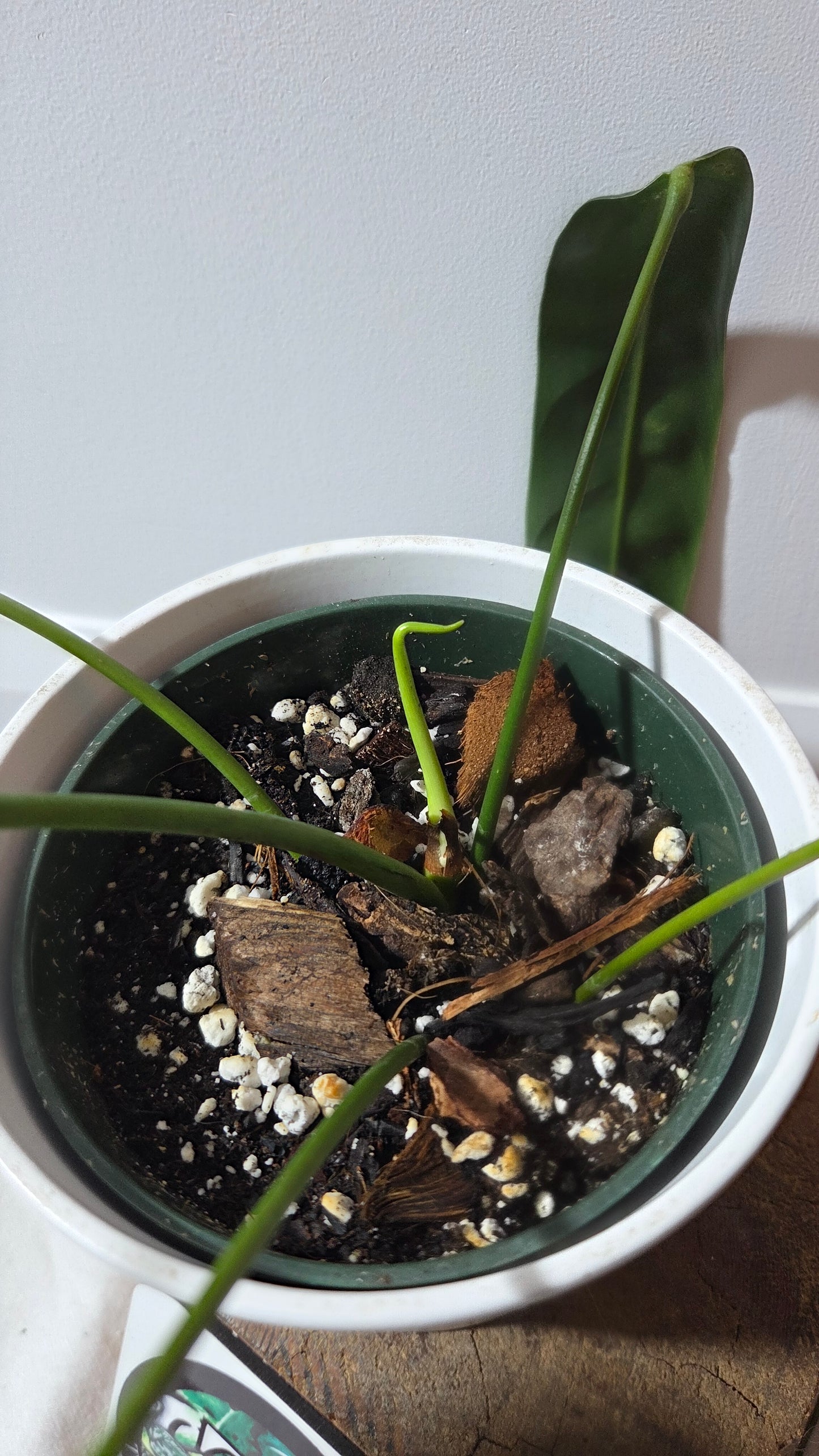 Philodendron Patriciae Black (PHI-984)