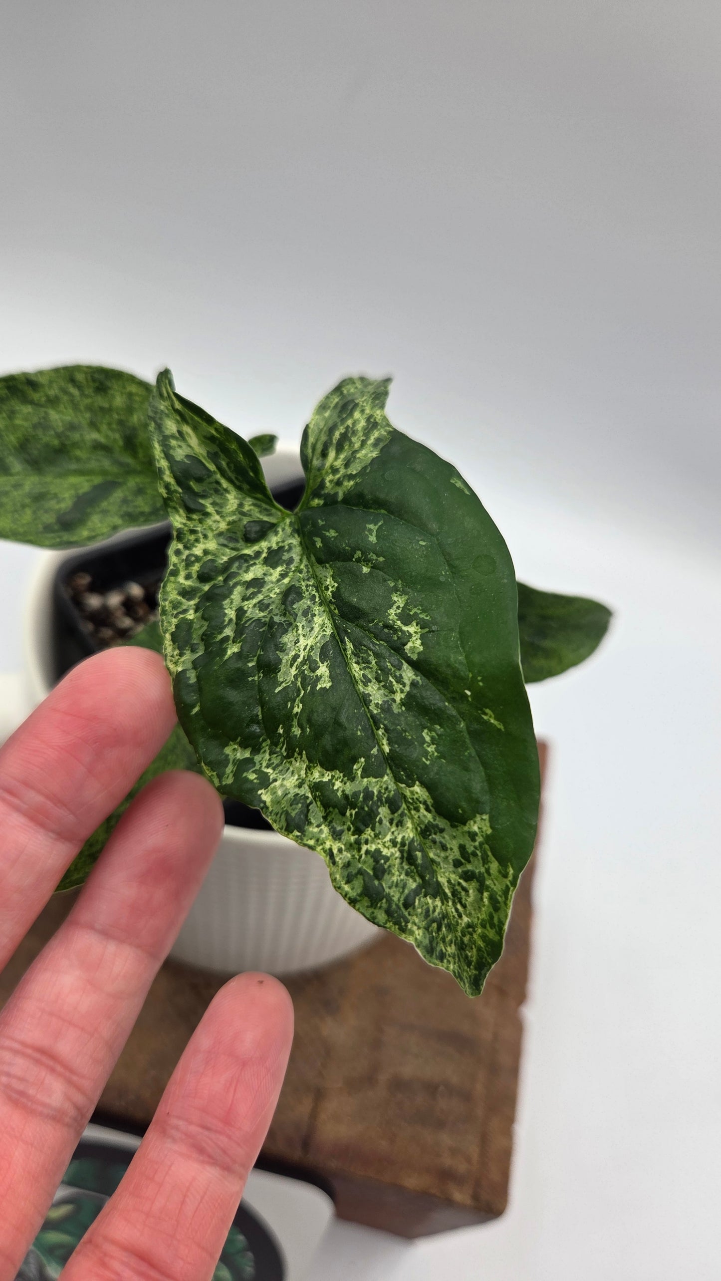 Syngonium Mojito (SYN-517)