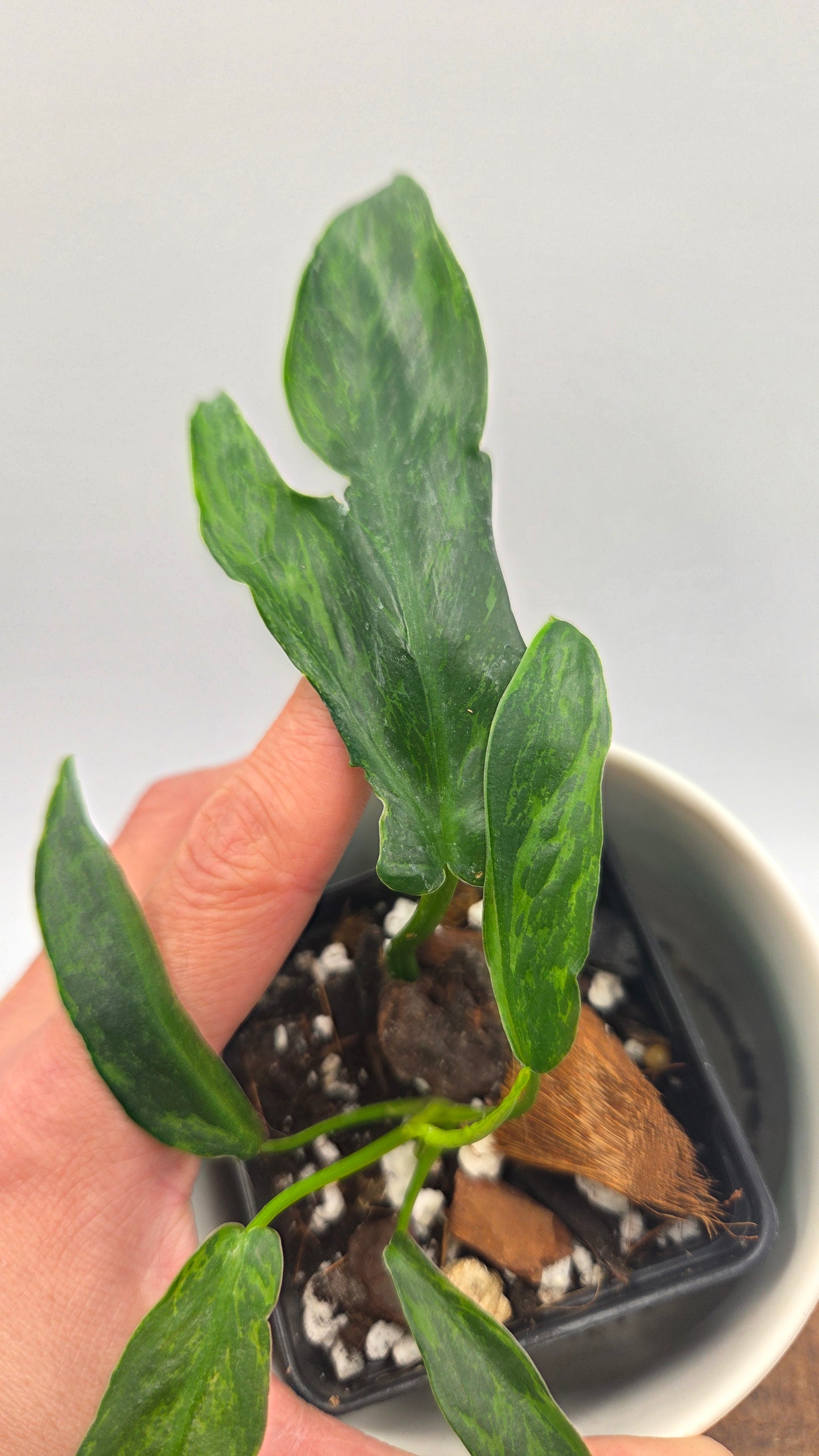 Philodendron Lime fiddle/ Minarum (PHI-1066)