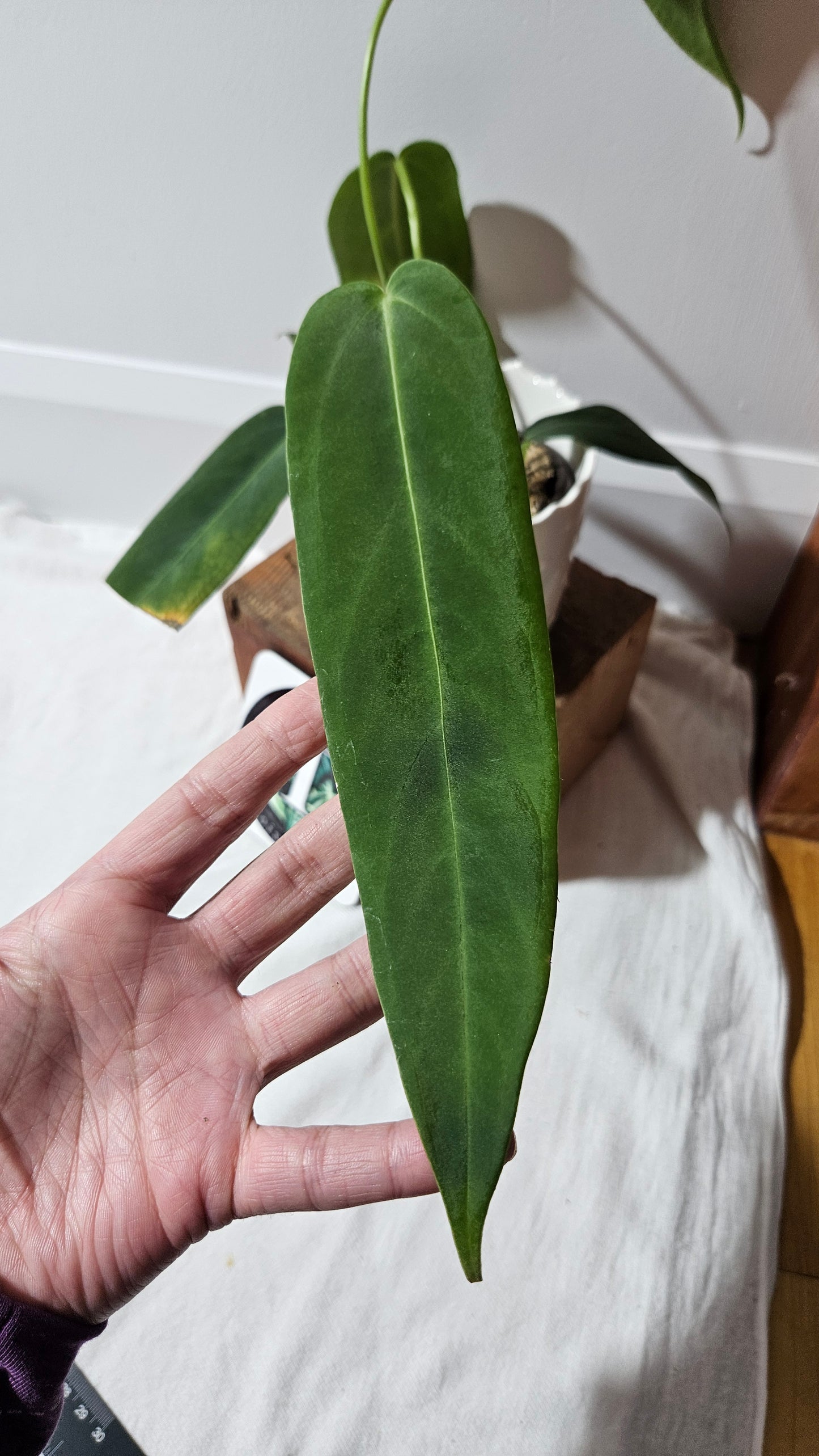 Anthurium Cirinoi aff Black Velvet "format MOYEN"(ANT-485)