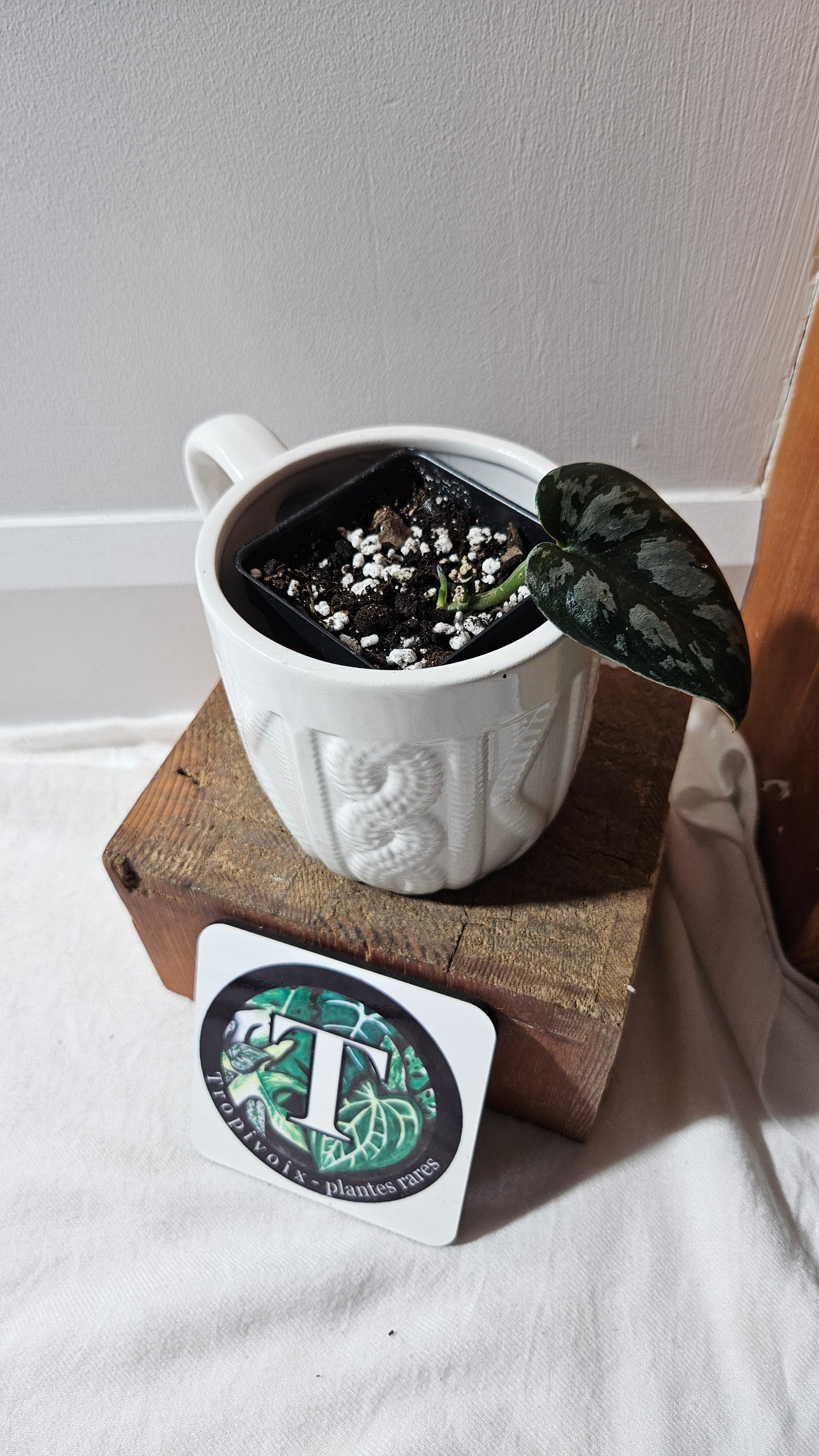 Scindapsus Black Exotica (SCI-1106)