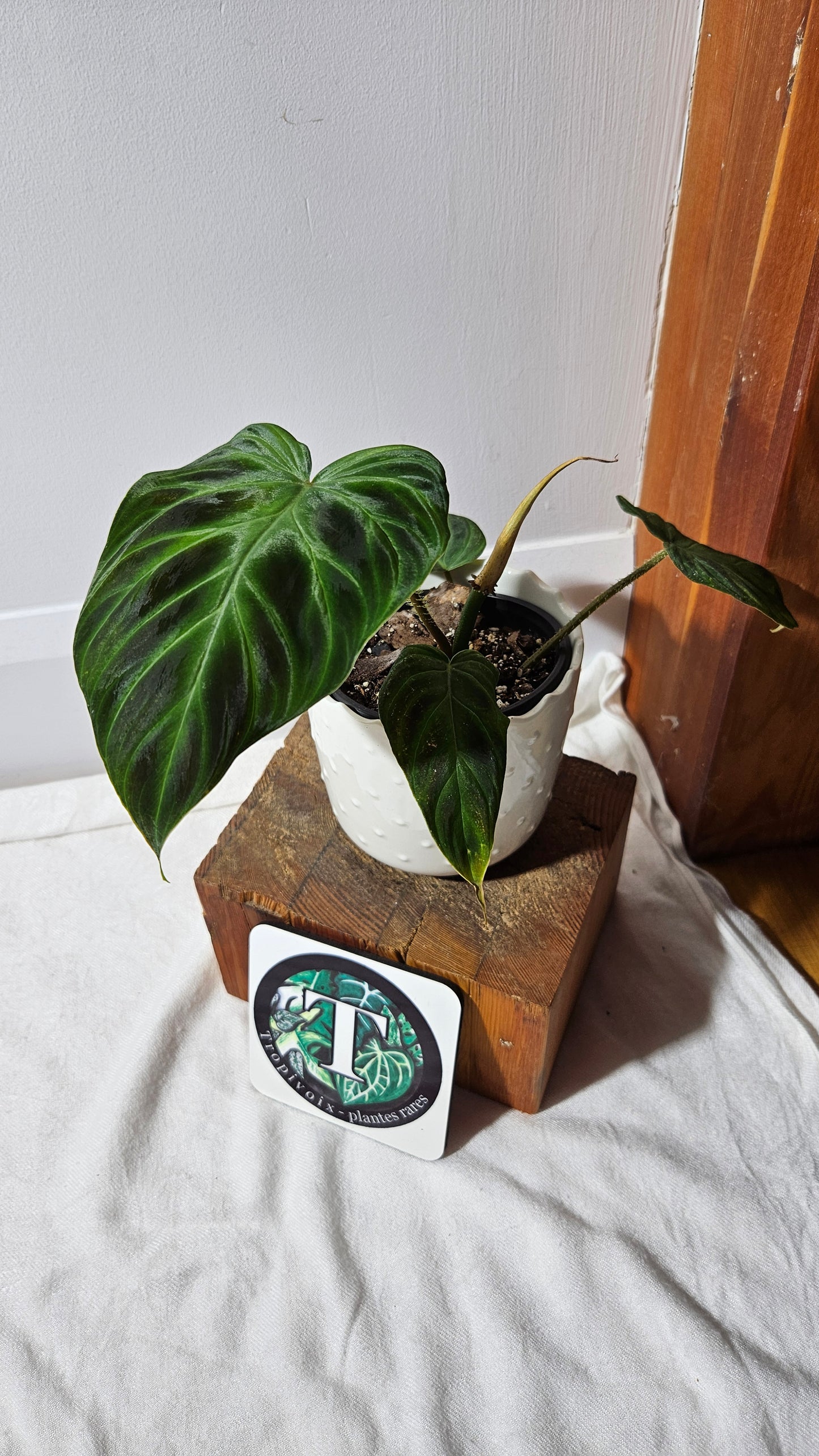 Philodendron Verrucosum Glow (PHI-809)