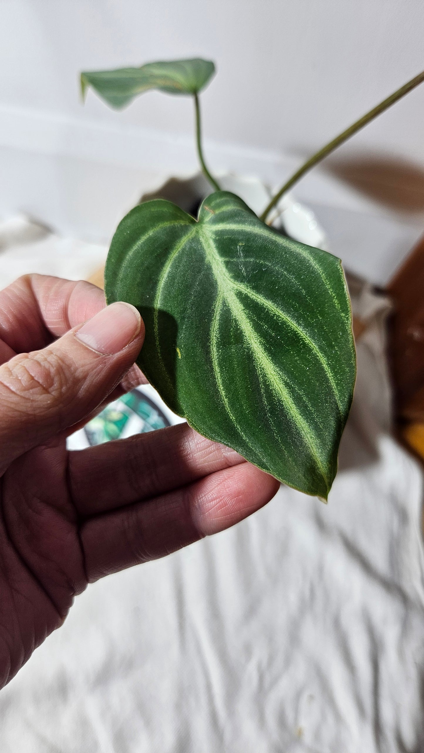 Philodendron Gloriosum Dark(PHI-666)