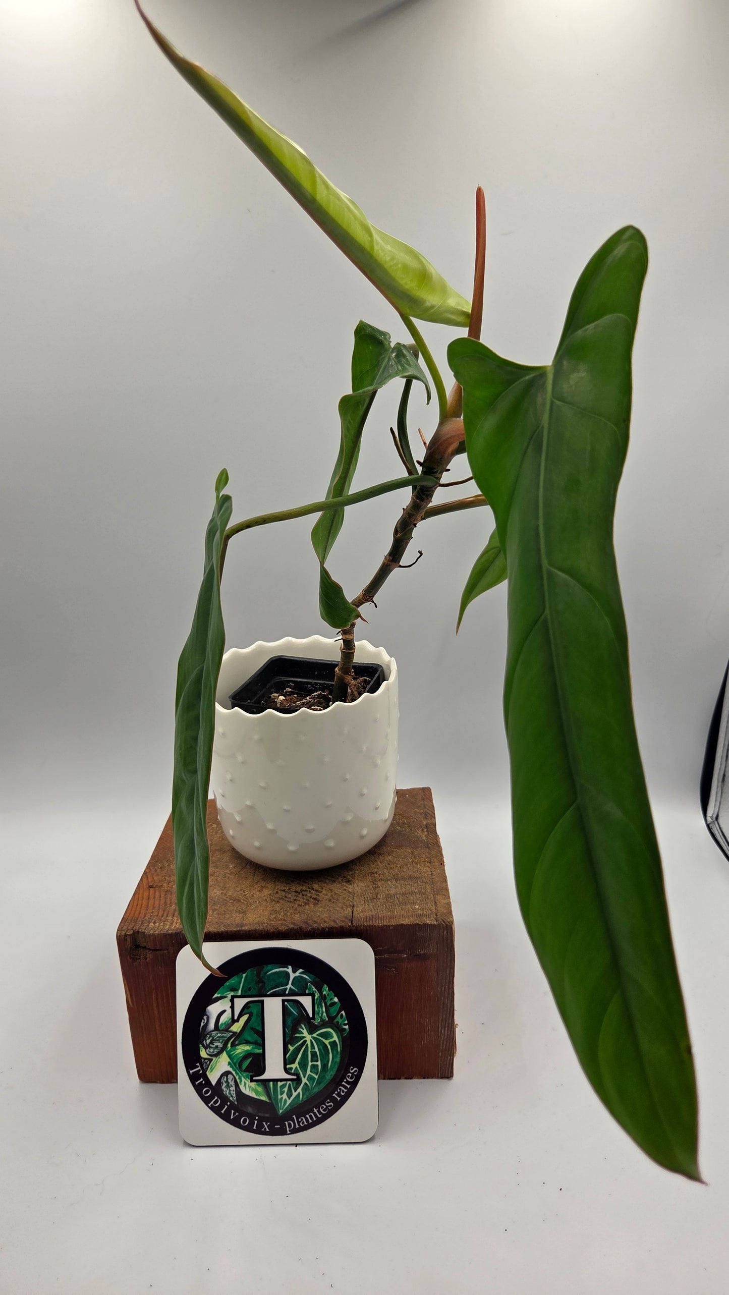 Philodendron Billietiae Aff (PHI-1077)