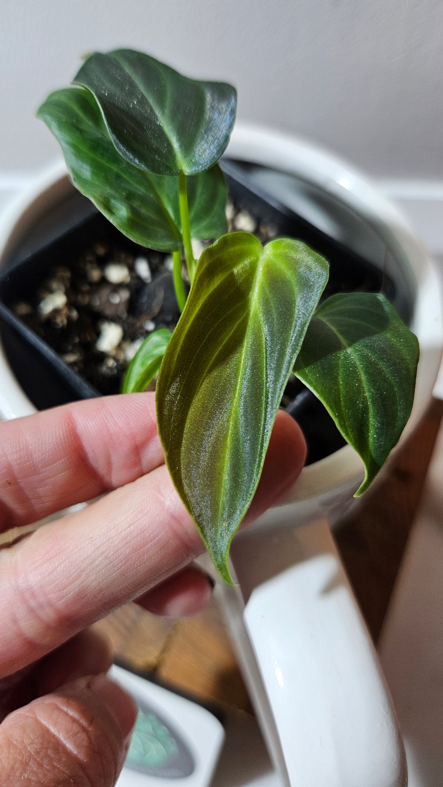 Philodendron Splendide (PHI-905)