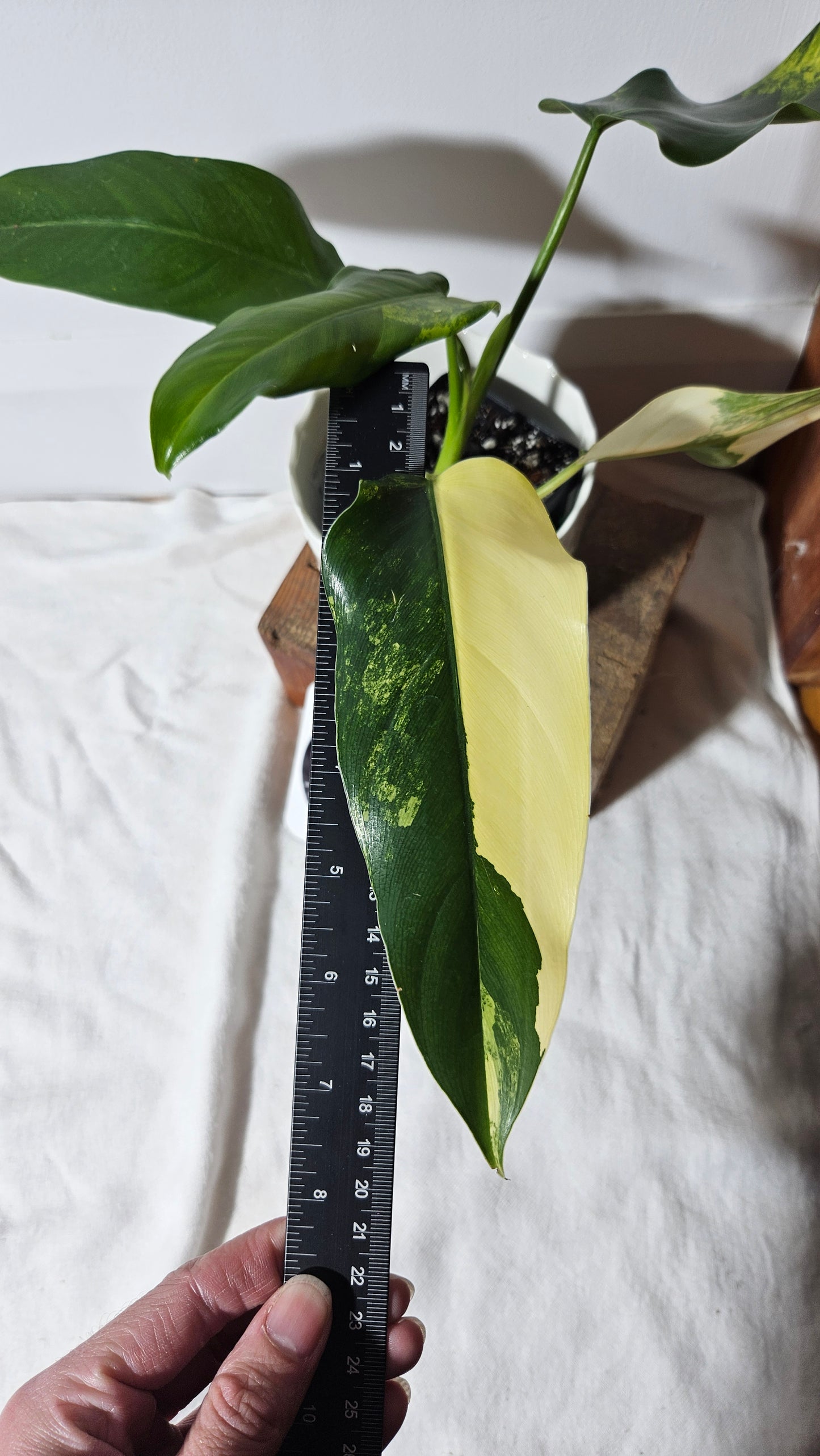 Philodendron Domesticum Variegata (PHI-665)