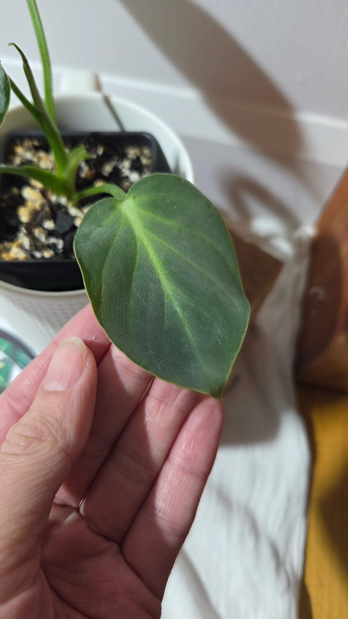 Philodendron Gloriosum x Plowmanii (PHI-1002)